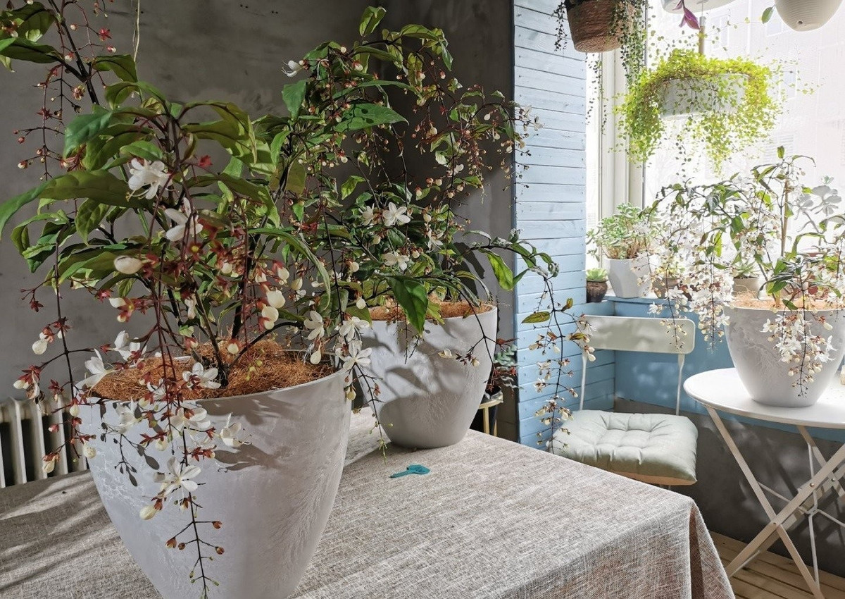 Khi nở rộ, những chùm hoa rủ xuống như chuỗi ngọc trắng, đẹp tinh khôi, lại nở đúng dịp Giáng sinh, trông như tuyết rơi.