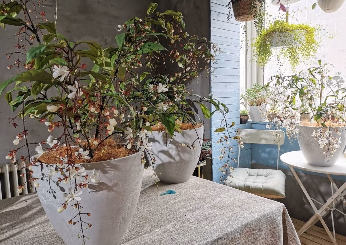 Khi nở rộ, những chùm hoa rủ xuống như chuỗi ngọc trắng, đẹp tinh khôi, lại nở đúng dịp Giáng sinh, trông như tuyết rơi.