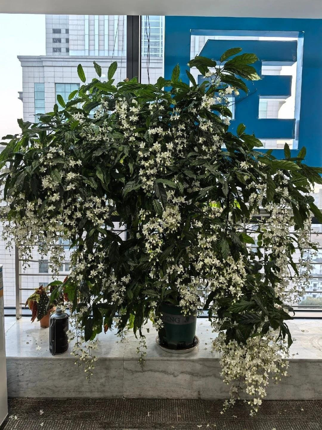 Trong phong thủy, loài hoa này tượng trưng cho công danh, tài lộc, trí tuệ, đặc biệt hợp với người mệnh Kim.