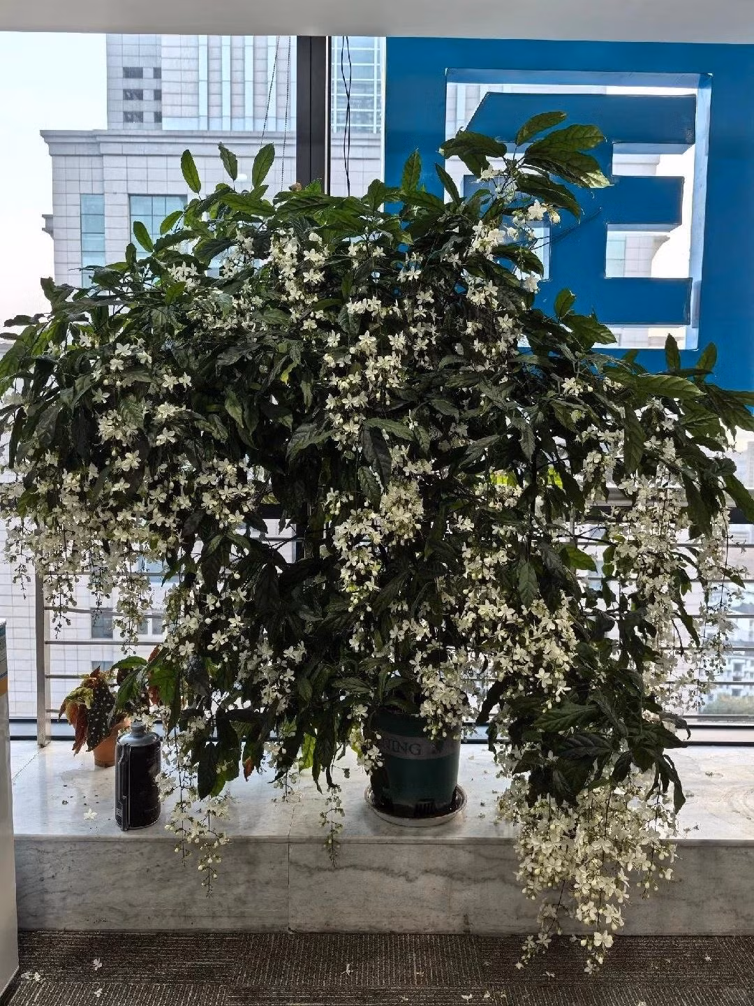 Trong phong thủy, loài hoa này tượng trưng cho công danh, tài lộc, trí tuệ, đặc biệt hợp với người mệnh Kim.