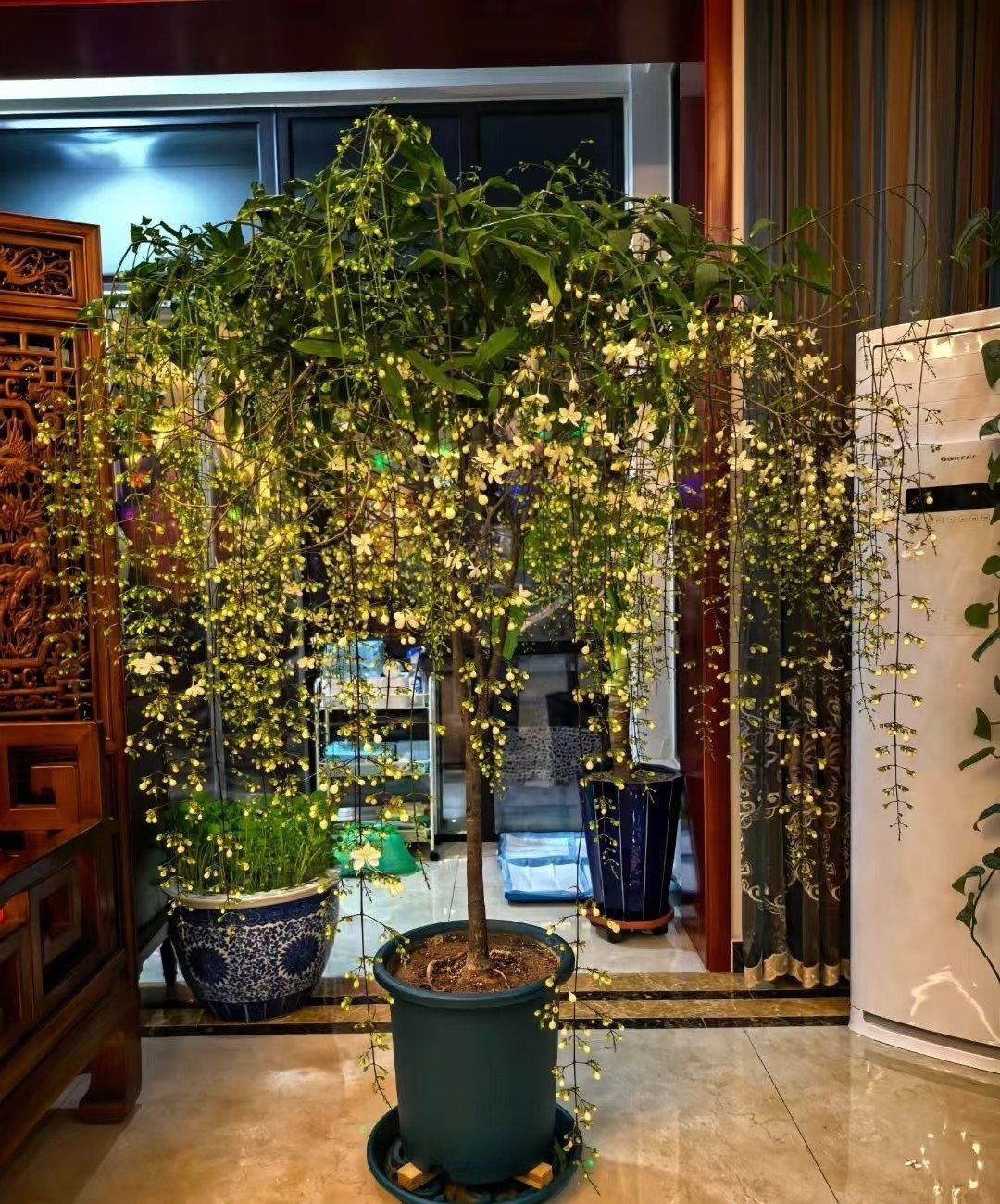 Khác với hoa nhài nhỏ bé, dạ ngọc minh châu có tràng hoa dài tới 30 cm, tạo nên vẻ đẹp hiếm có.