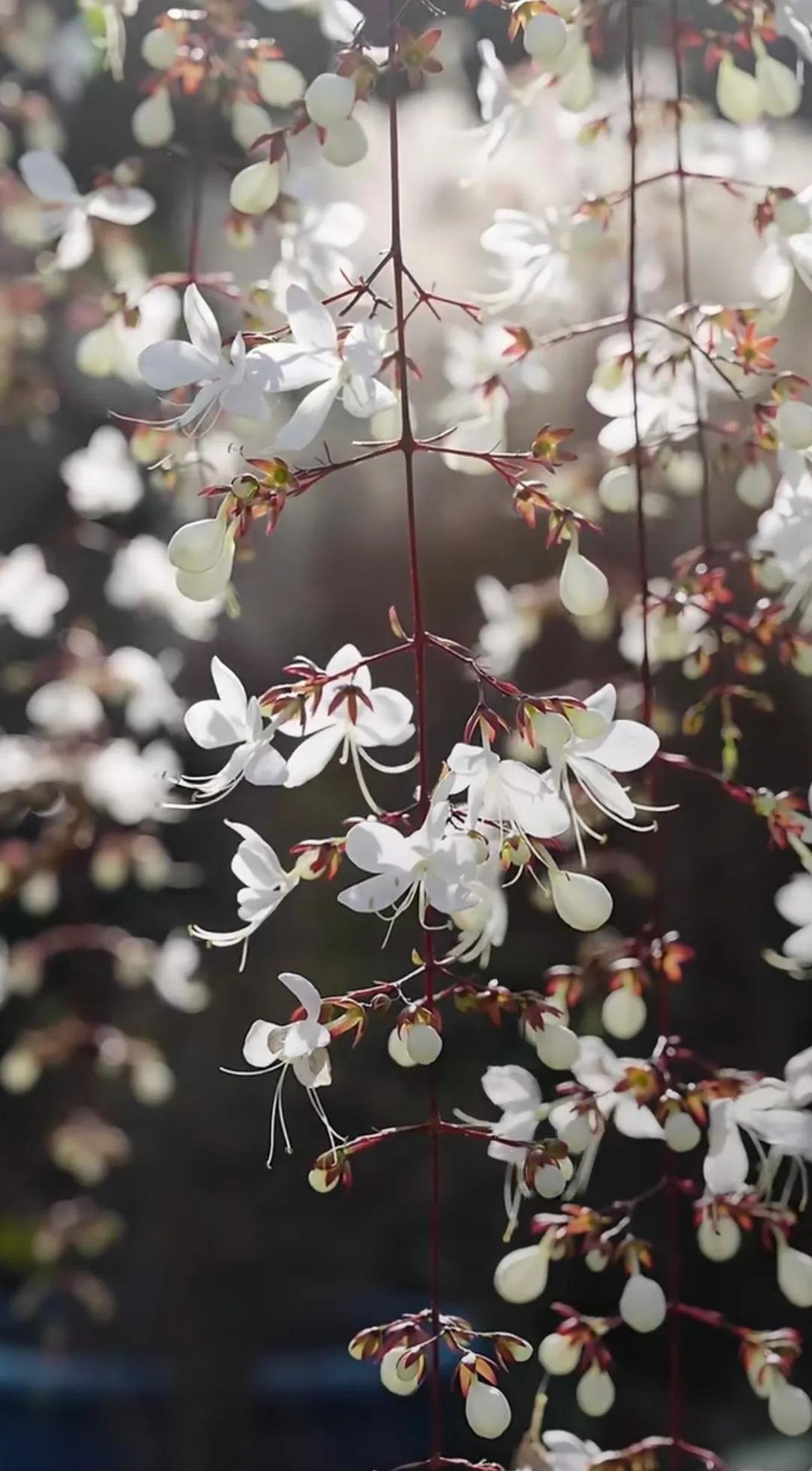 Không chỉ đẹp, cây cảnh trong nhà này còn giúp chữa lành tâm hồn. Ngắm từng nụ hoa bung nở như bướm thoát kén, con người học được cách sống chậm và yêu thiên nhiên hơn.