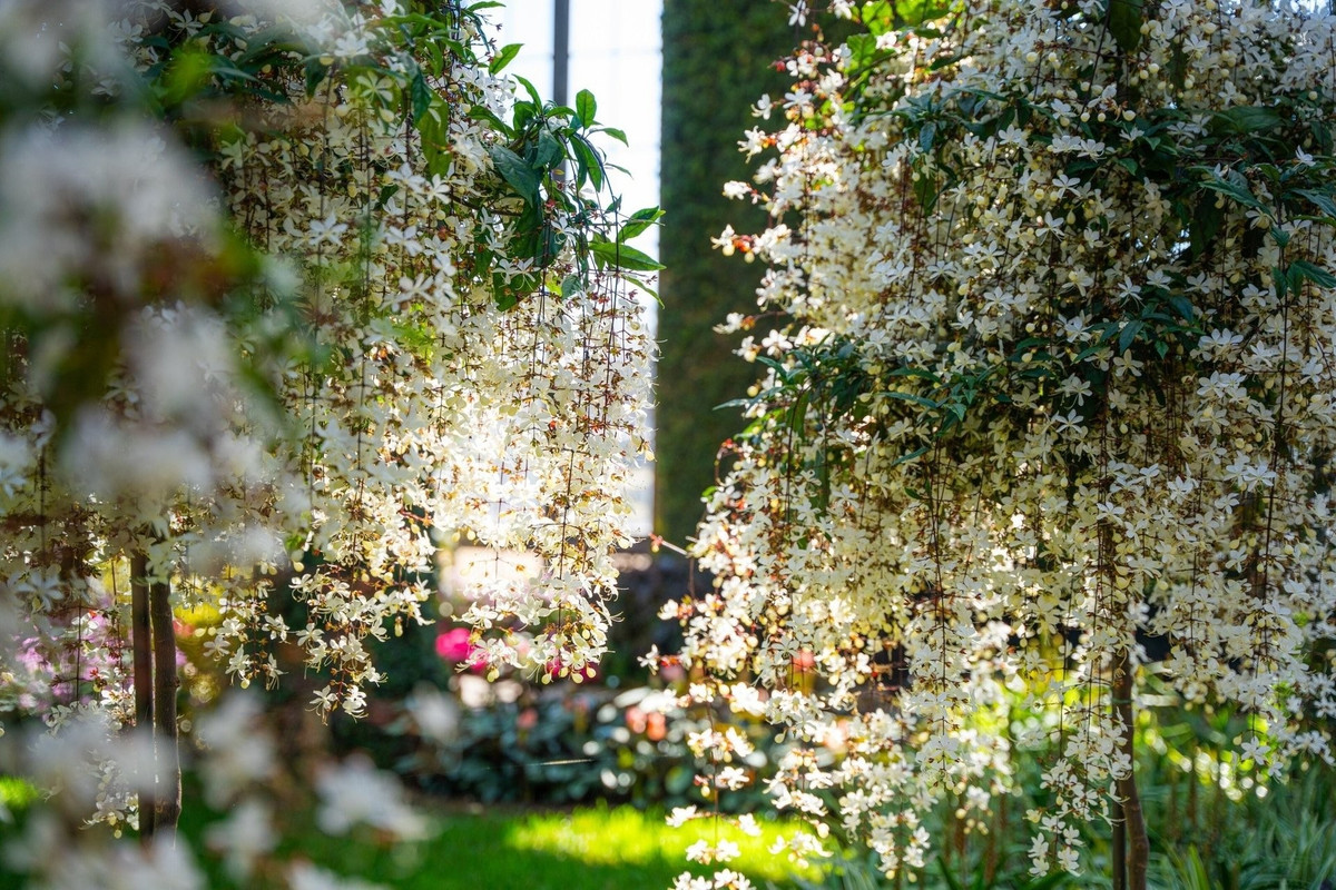 View - Nhà giàu mê mẩn 4 cây cảnh may mắn, thanh lọc không khí | Báo Tri thức và Cuộc sống - TIN TỨC PHỔ BIẾN KIẾN THỨC 24H