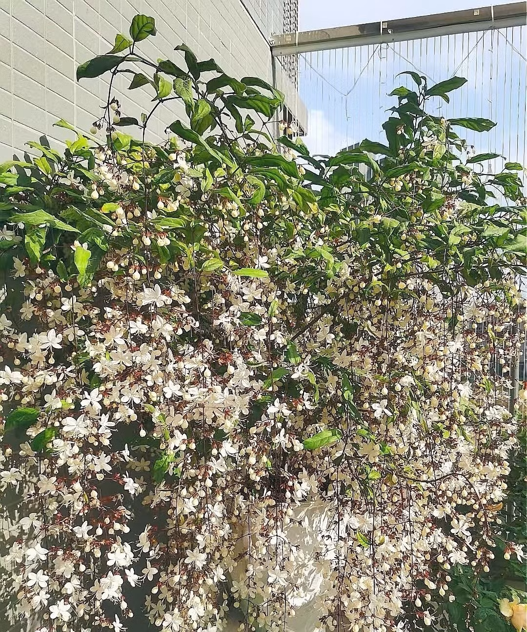 Những bông hoa trắng xinh xắn xếp thành chuỗi, giống như viên ngọc trai lấp lánh hay đàn bướm trắng bay lượn trong gió.