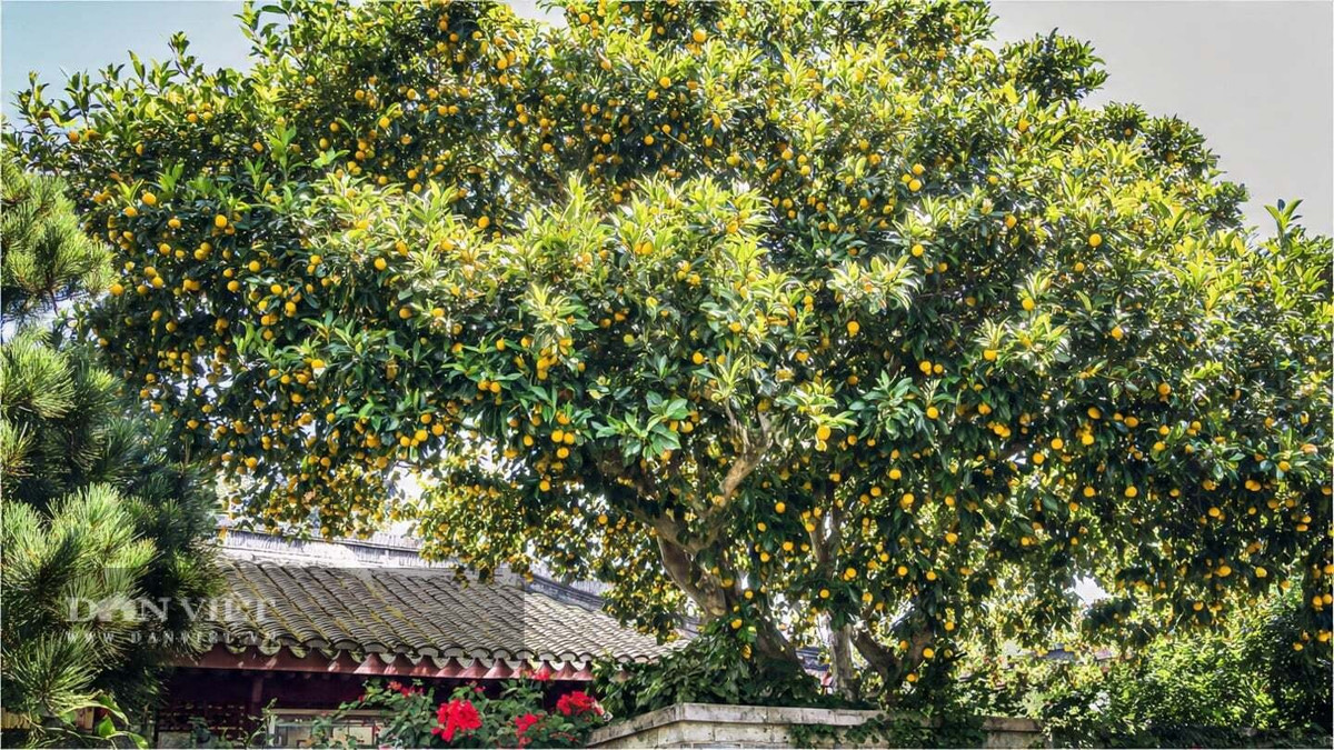 3. Cây Sơn Trà (Loquat) – Biểu tượng sức khỏe và trường thọ: Cây sơn trà – hay còn gọi là tỳ bà, nhót tây, loquat – là loại cây cảnh vừa đẹp vừa giàu giá trị dinh dưỡng. Quả nhỏ hình tròn hoặc dạng lê, mọc thành chùm, khi chín có lớp vỏ vàng cam mỏng và vị chua ngọt dịu rất hấp dẫn.