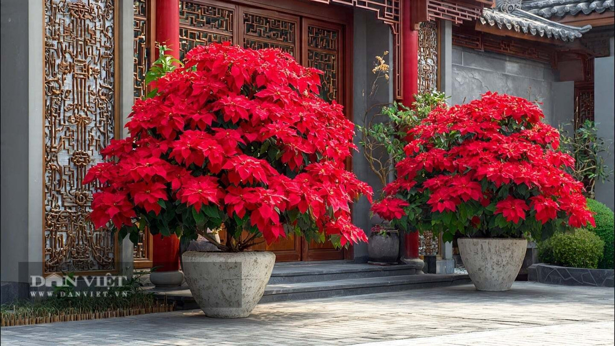 Trong phong thủy, hoa trạng nguyên được cho là mang lại may mắn