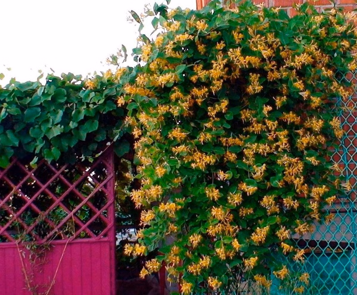 Không chỉ tốt cho sức khỏe, kim ngân còn mang ý nghĩa phong thủy may mắn. Màu vàng tượng trưng tài lộc, cái tên "kim ngân" mang năng lượng thu hút của cải, giúp gia đình an ổn, bình an.