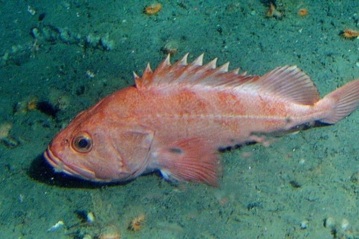 Rougheye rockfish sống ở vùng biển lạnh Bắc Thái Bình Dương, tuổi thọ có thể lên tới 205 năm nhờ môi trường giàu oxy và ít kẻ săn mồi. Tốc độ trao đổi chất chậm giúp chúng chống lại quá trình lão hóa một cách tự nhiên.