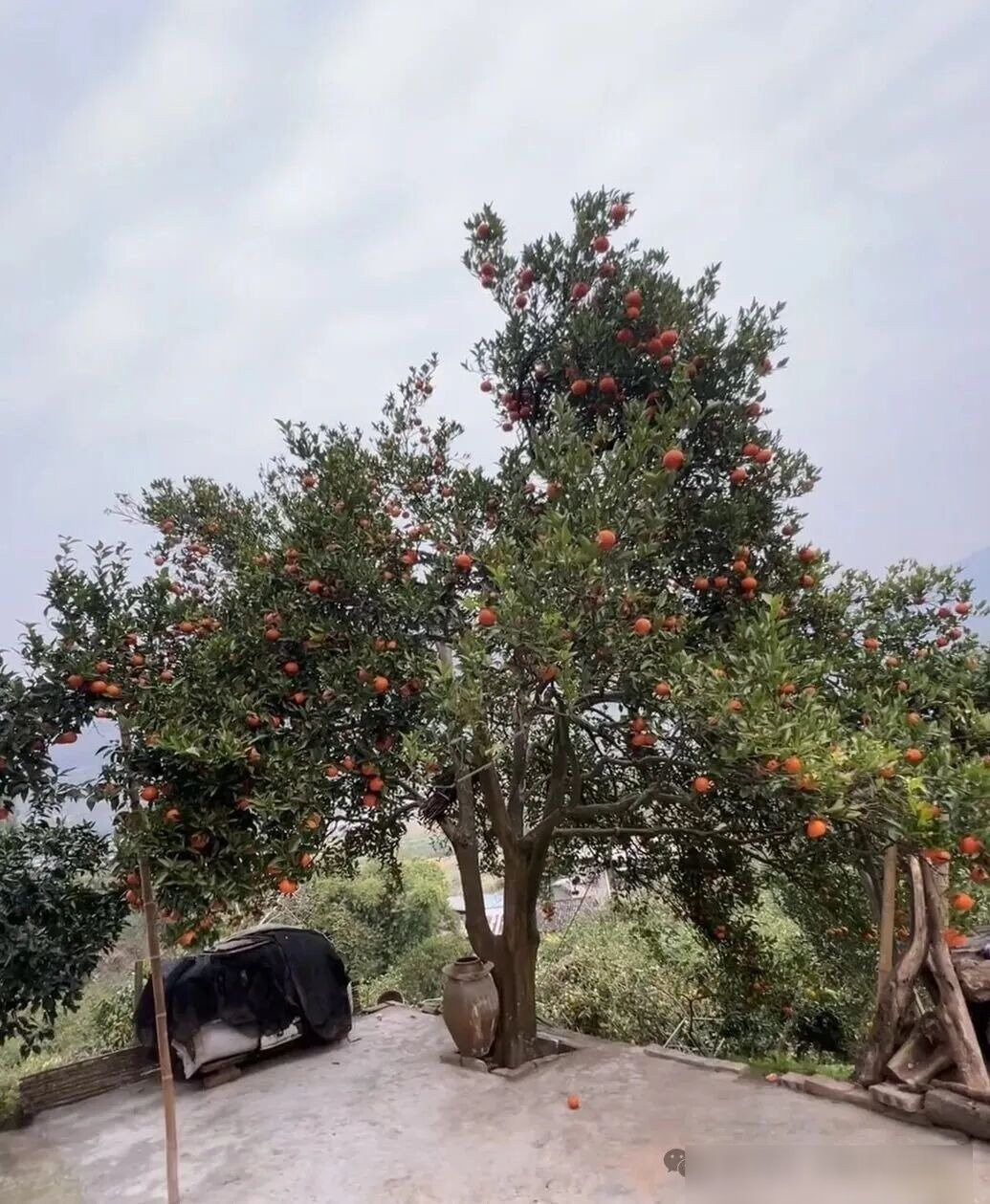 Cây cam: Người xưa tin rằng trồng cây cam trong sân vườn sẽ mang lại phúc lành, tượng trưng cho may mắn và sự thịnh vượng. Hoa cam nở trắng muốt vào mùa xuân, hương thơm lan tỏa, đến mùa thu lại trĩu quả vàng óng, ngọt lành.