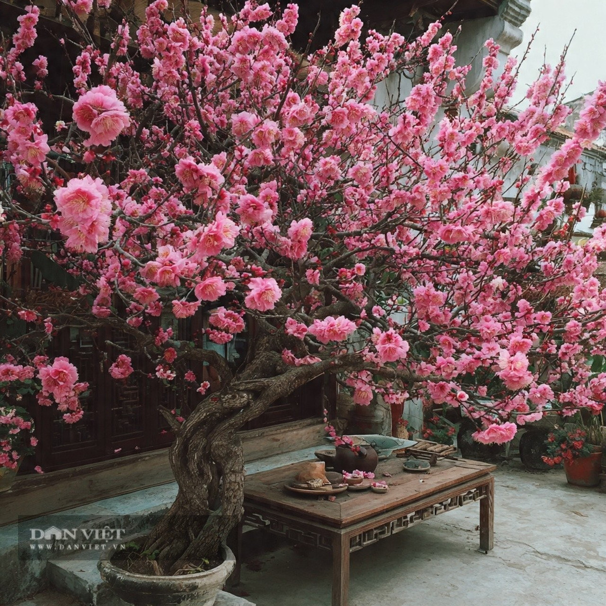 Người xưa cho rằng, gỗ đào có dương tính nên có thể xua đuổi ma quỷ