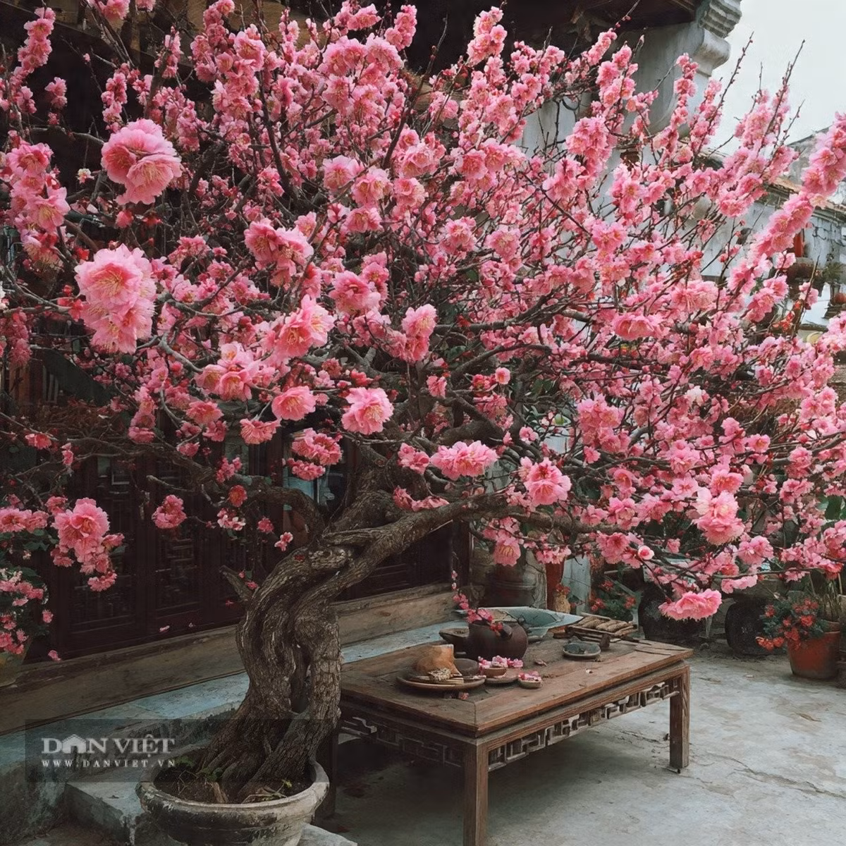 Người xưa cho rằng, gỗ đào có dương tính nên có thể xua đuổi ma quỷ