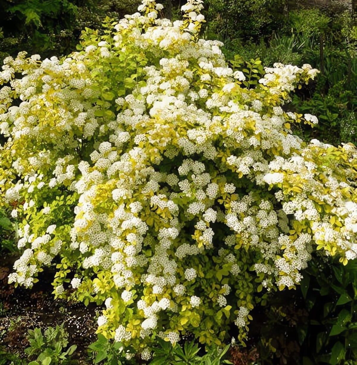 Một chiếc ghế, một ấm trà, một bức tranh sống. Bạn chỉ cần ngồi bên, lặng ngắm lá rơi, hoa lay động. Mọi căng thẳng dường như tan biến trong vẻ đẹp thanh tao của loài cây này.