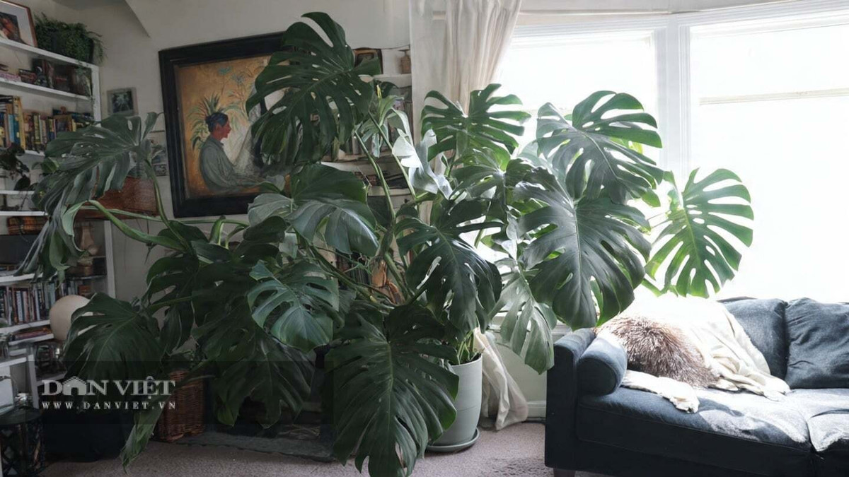 Về phong thủy, lá cây giống mai rùa tượng trưng cho trường thọ, bình an và tài lộc. Đặt đúng vị trí giúp tăng sinh khí và vận may cho gia đình.