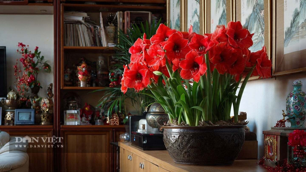 Lan huệ đỏ hay còn gọi là huệ tây là một loài hoa tuyệt đẹp