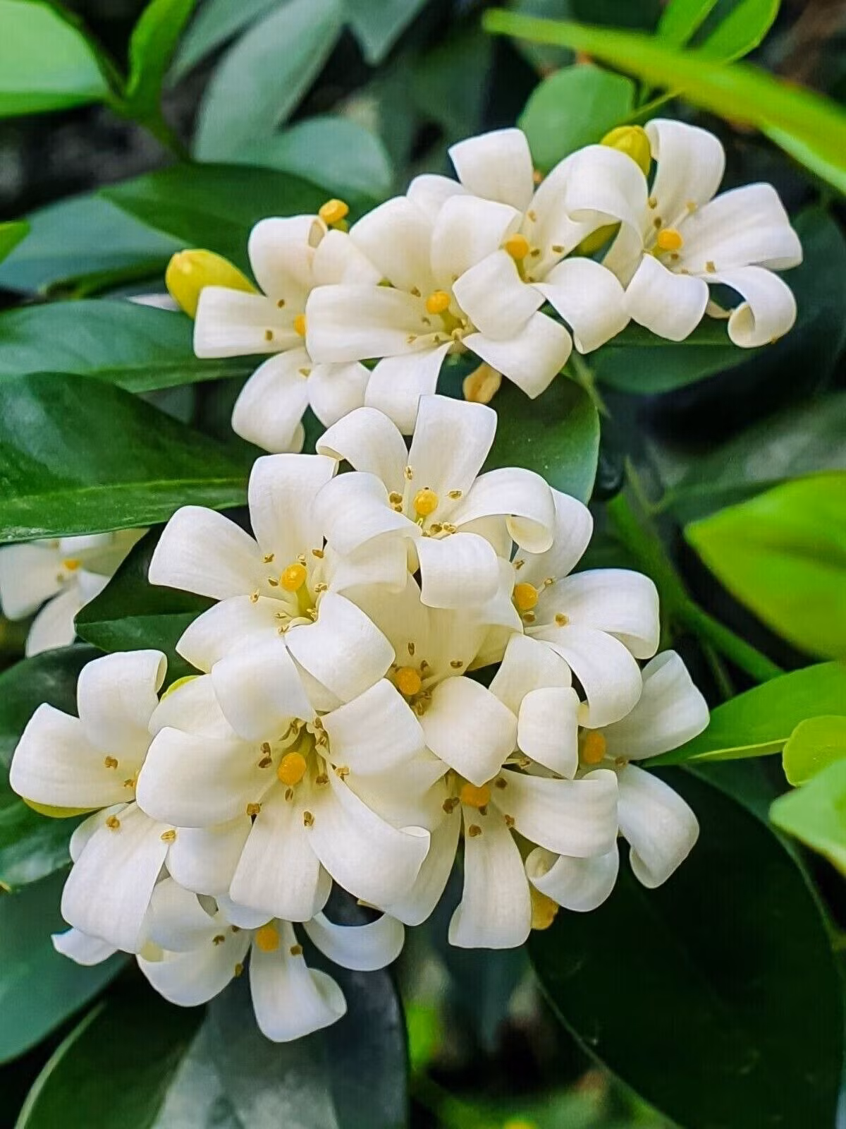 3. Cây cảnh: Nguyệt quế. Nguyệt quế là một trong những cây cảnh có sức hút đặc biệt trong giới làm vườn nhờ thời gian ra hoa kéo dài đến 200 ngày mỗi năm và hương thơm dịu mát gấp nhiều lần hoa mộc. Cây dễ sống, chỉ cần có đất là phát triển tốt.