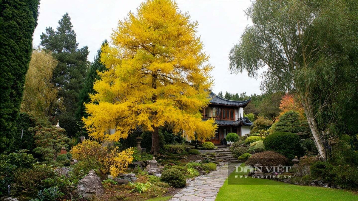  2. Thông kim tiền – lá vàng gọi tài lộc: Thông kim tiền là loài lá kim đặc biệt, cao tới 30–40m trong tự nhiên. Lá mọc thành cụm xanh mướt vào mùa xuân hè và chuyển vàng óng rực rỡ khi thu sang, tạo nên cảnh sắc nổi bật, sang trọng.