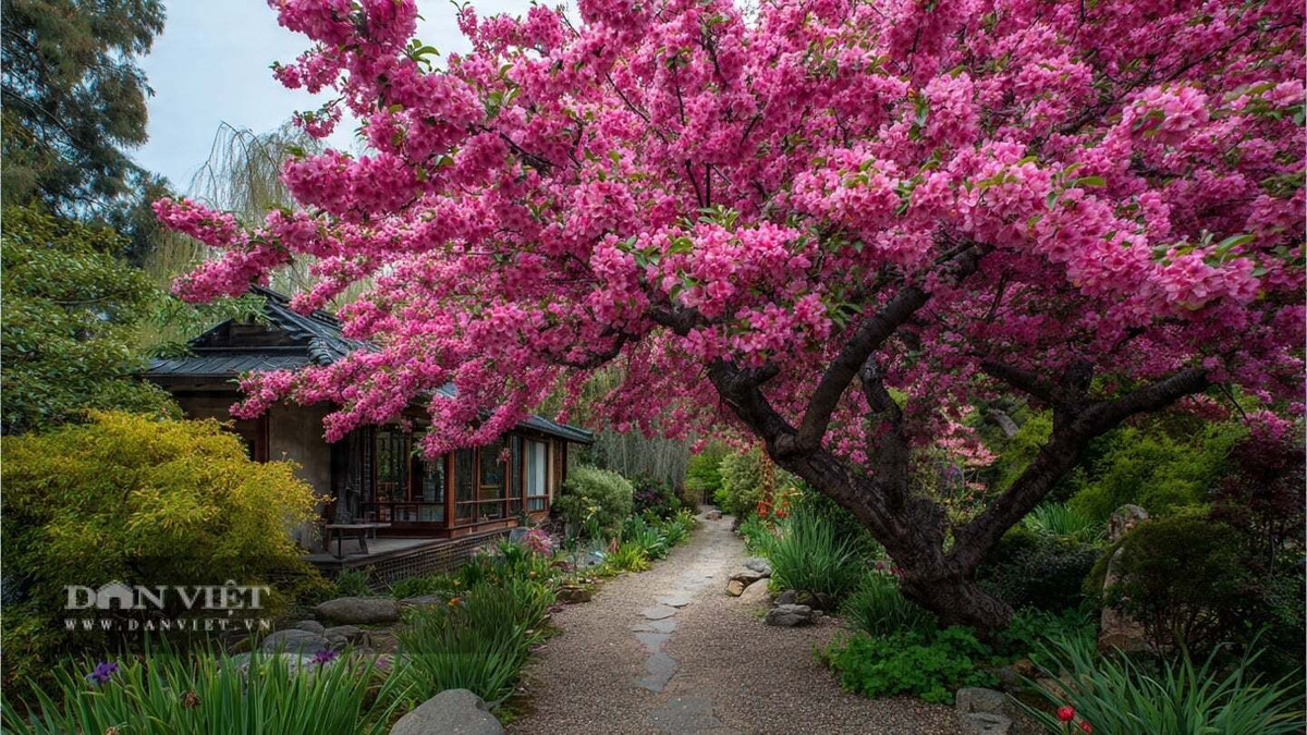 4. Tây Phủ Hải Đường – Hoa phú quý, gọi tài lộc: Tây phủ hải đường nổi bật với tán tròn đầy đặn, cành lá đan xen tạo thành bức tranh tự nhiên sống động. Khi vào mùa, những chùm hoa hồng rực rỡ nở dày trên cành, khiến cả khu vườn như bừng sáng.