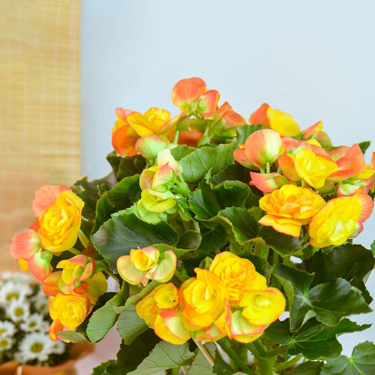 Trong quan niệm phong thủy, cây cảnh thu hải đường tượng trưng cho sự sung túc, cân bằng năng lượng và thịnh vượng lâu dài.