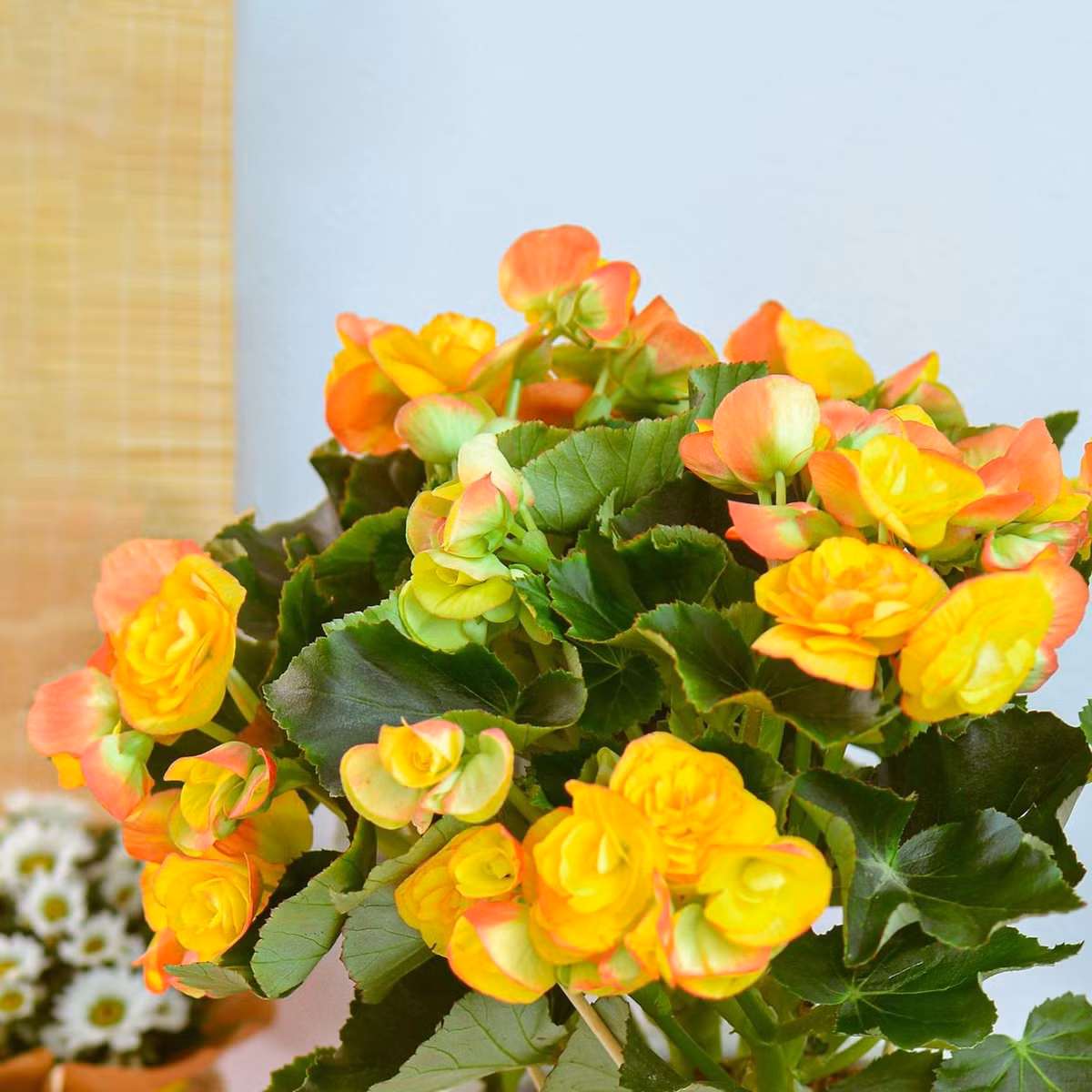 Trong quan niệm phong thủy, cây cảnh thu hải đường tượng trưng cho sự sung túc, cân bằng năng lượng và thịnh vượng lâu dài.