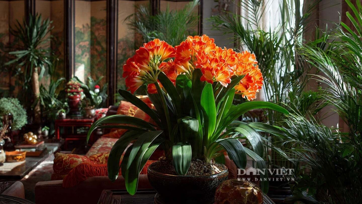 2. Lan quân tử: Lan quân tử từng được xem là loài hoa của giới quý tộc bởi vẻ đẹp sang trọng và tốc độ sinh trưởng chậm. Ngày nay, cây phổ biến hơn nhưng vẫn được giới yêu hoa ưa chuộng.