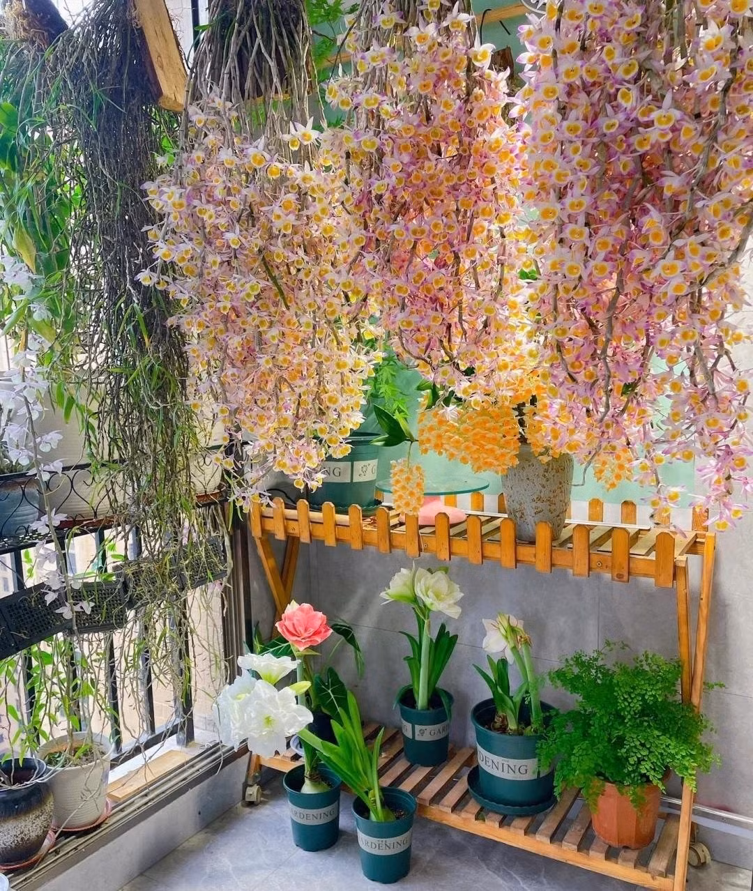 Điểm đặc trưng của loài lan này là thân cây mảnh dài, rủ mềm mại. Khi lá rụng, những chùm hoa mọc ken dày dọc theo thân, tạo nên khung cảnh “suối hoa”.