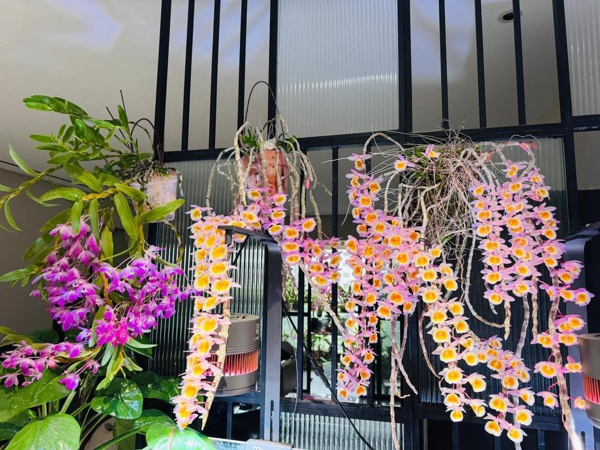 Với dáng vẻ thanh lịch, hương thơm dịu nhẹ và ý nghĩa phong thủy tốt lành, lan hạc vĩ xứng đáng là “báu vật sống” cho mọi người yêu cây cảnh.