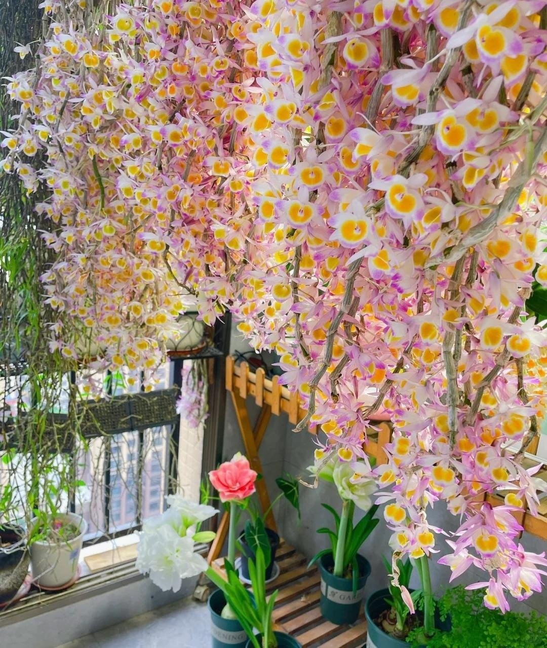 Tuy nhiên, giới chơi cây cảnh tinh tế lại thường chọn lan – loài hoa khó tính hơn nhưng mang vẻ đẹp thanh tao, hương thơm quyến rũ và đẳng cấp riêng biệt.