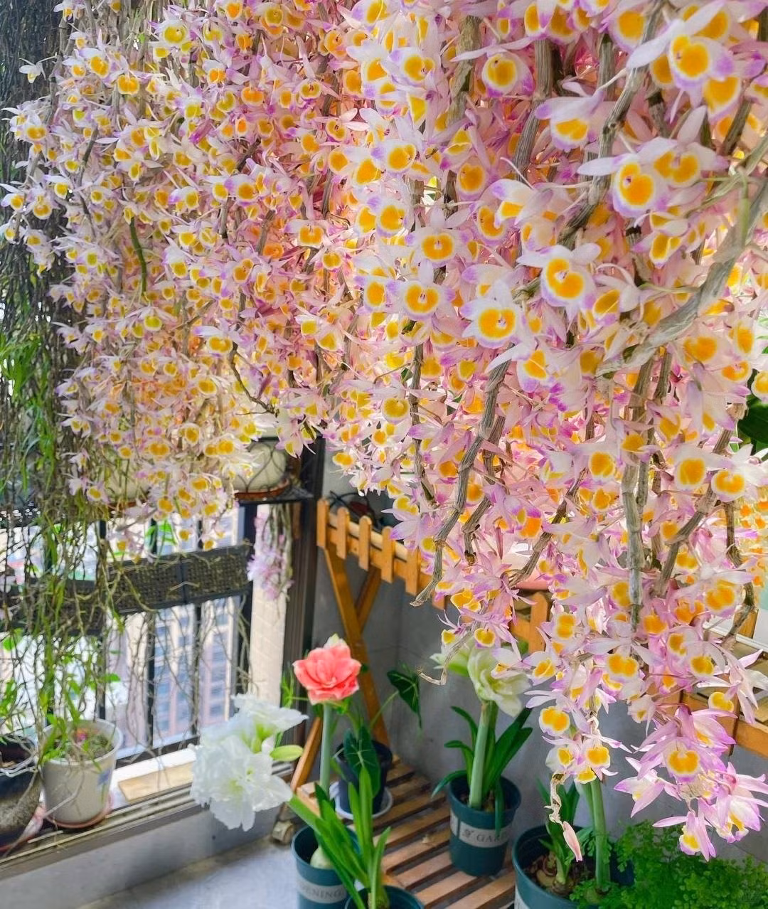 Tuy nhiên, giới chơi cây cảnh tinh tế lại thường chọn lan – loài hoa khó tính hơn nhưng mang vẻ đẹp thanh tao, hương thơm quyến rũ và đẳng cấp riêng biệt.