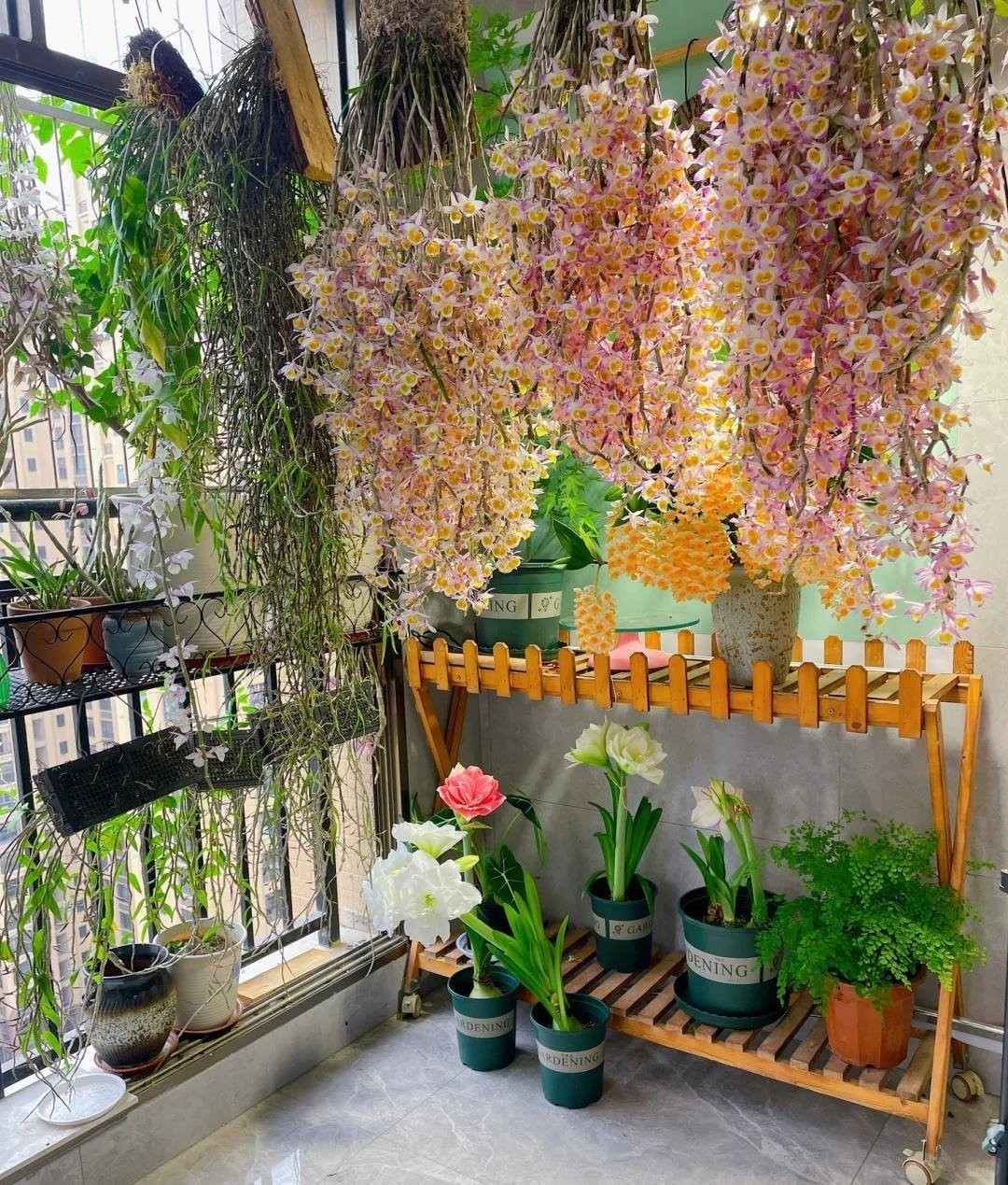 Trong số đó, lan hạc vĩ (Dendrobium aphyllum) là cái tên nổi bật, khiến người ngắm phải choáng ngợp bởi vẻ đẹp tựa chốn bồng lai tiên cảnh.