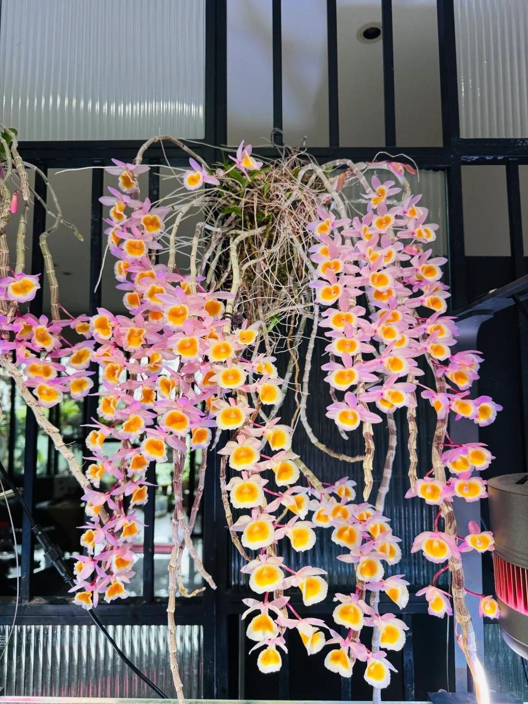 Nhiều người còn ví von, được sống cạnh lan hạc vĩ chẳng khác nào đang tận hưởng thiên đường giữa đời thực, vừa ngắm hoa vừa hít hà hương thơm ngọt ngào.