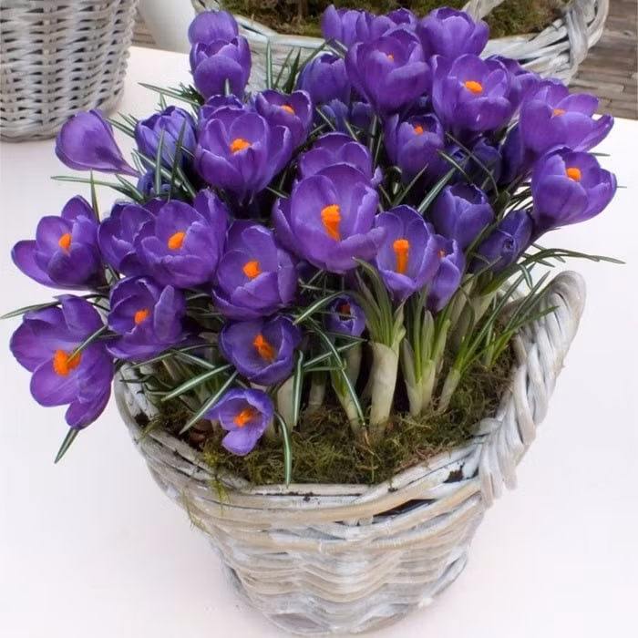 Loài hoa mang biểu tượng của sự trẻ trung, đam mê và sức sống mãnh liệt. Cây nghệ tây không chỉ đẹp mà còn tiếp thêm cảm hứng, năng lượng tích cực cho không gian sống.