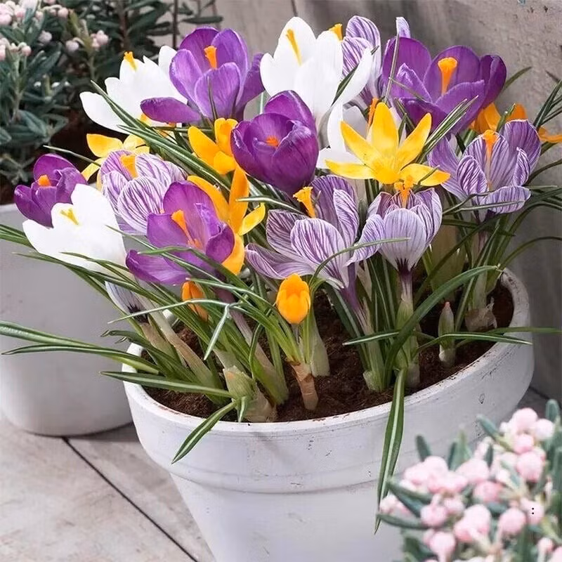 4. Nghệ tây: Đóa hoa quý chống lạnh, bảo vệ tim mạch. Nghệ tây có hình dáng như ngọn lửa nhỏ, chịu lạnh tốt, thường nở vào mùa đông. Nhụy nghệ tây sấy khô dùng nấu trà, canh – đặc biệt tốt cho tuần hoàn máu và sức khỏe nữ giới.