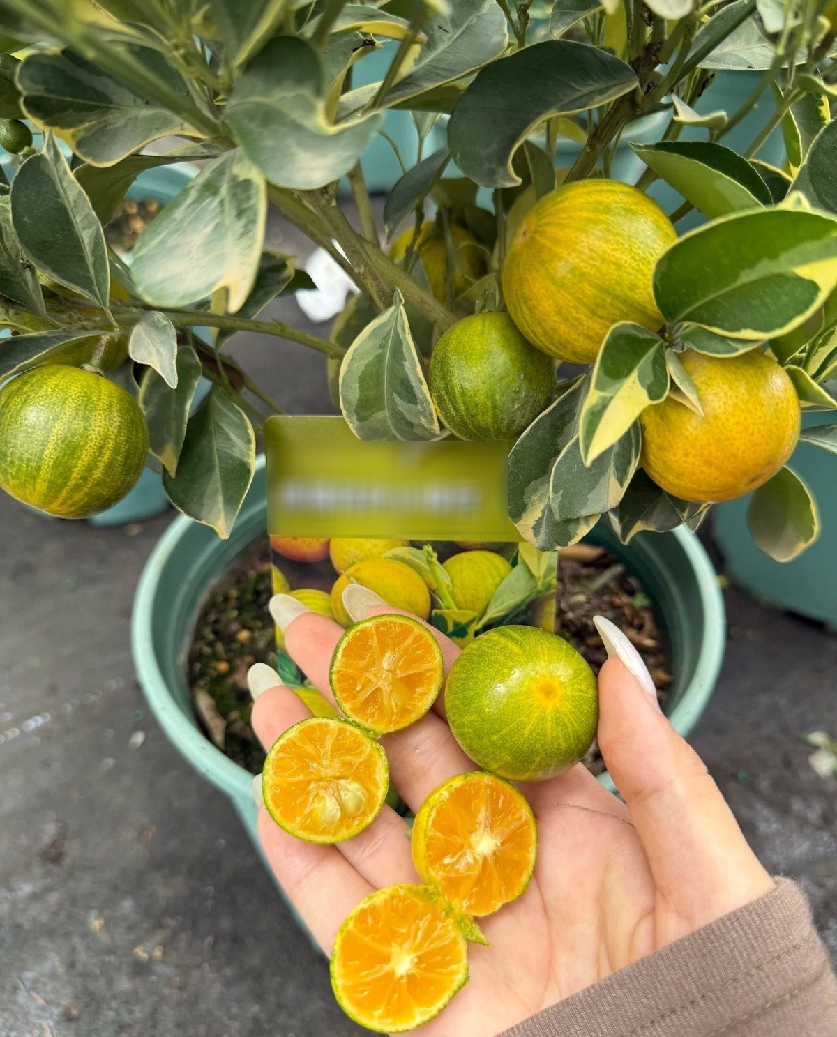 Vừa trang trí, vừa có quả ăn – cây cảnh "lợi đủ đường" nên thử ngay!Không cần cắt tỉa nhiều, không sâu bệnh, quả chín là ăn liền – quất cẩm thạch đúng là cây cảnh lý tưởng cho ban công, sân vườn hoặc nhà phố hiện đại.