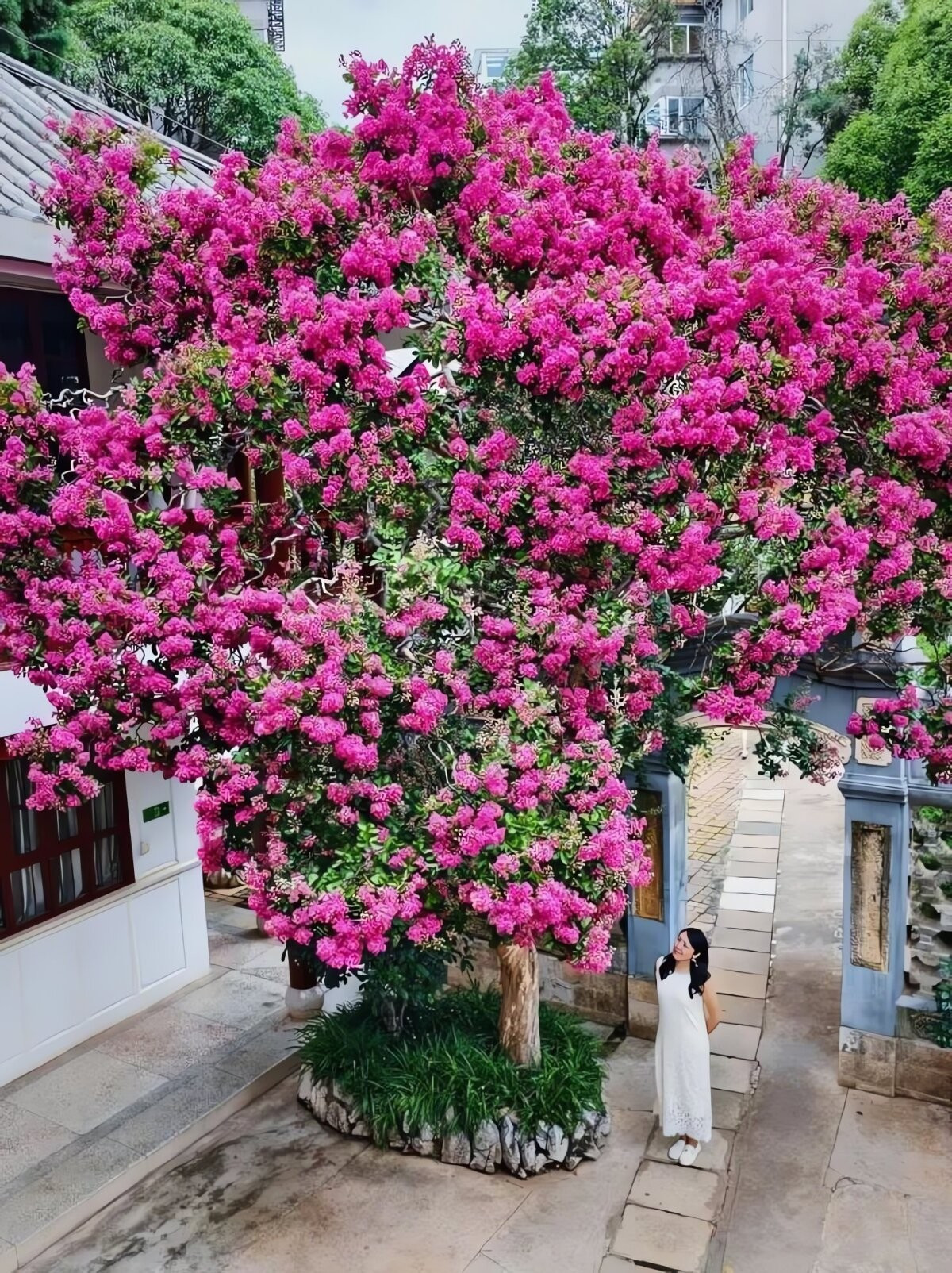 3. Cây Tường Vi – Bách nhật hồng, thịnh vượng, trường thọ: Cây tường vi (Lagerstroemia indica) rực rỡ suốt mùa hè đến tận mùa thu, còn được gọi là “bách nhật hồng” vì hoa nở liên tục hàng trăm ngày. Màu hoa đa dạng từ đỏ, hồng, tím đến trắng, tô điểm cho không gian sống động.