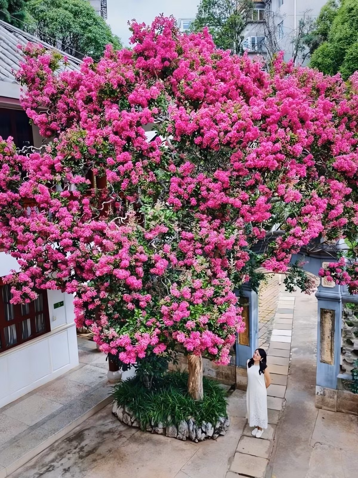 3. Cây Tường Vi – Bách nhật hồng, thịnh vượng, trường thọ: Cây tường vi (Lagerstroemia indica) rực rỡ suốt mùa hè đến tận mùa thu, còn được gọi là “bách nhật hồng” vì hoa nở liên tục hàng trăm ngày. Màu hoa đa dạng từ đỏ, hồng, tím đến trắng, tô điểm cho không gian sống động.