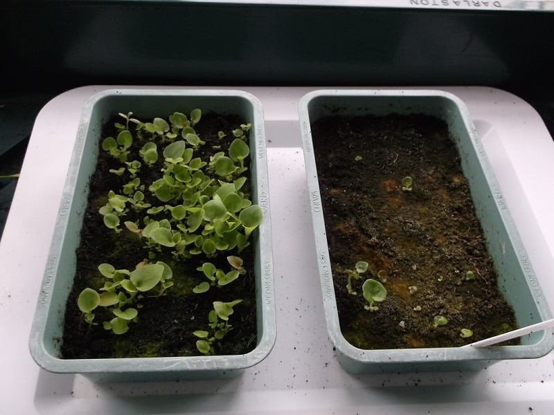 Thu hải đường ưa độ ẩm cao, đặc biệt khi trồng trong nhà.