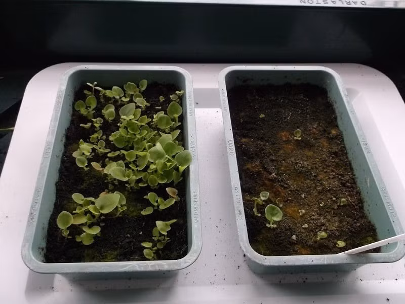 Thu hải đường ưa độ ẩm cao, đặc biệt khi trồng trong nhà.