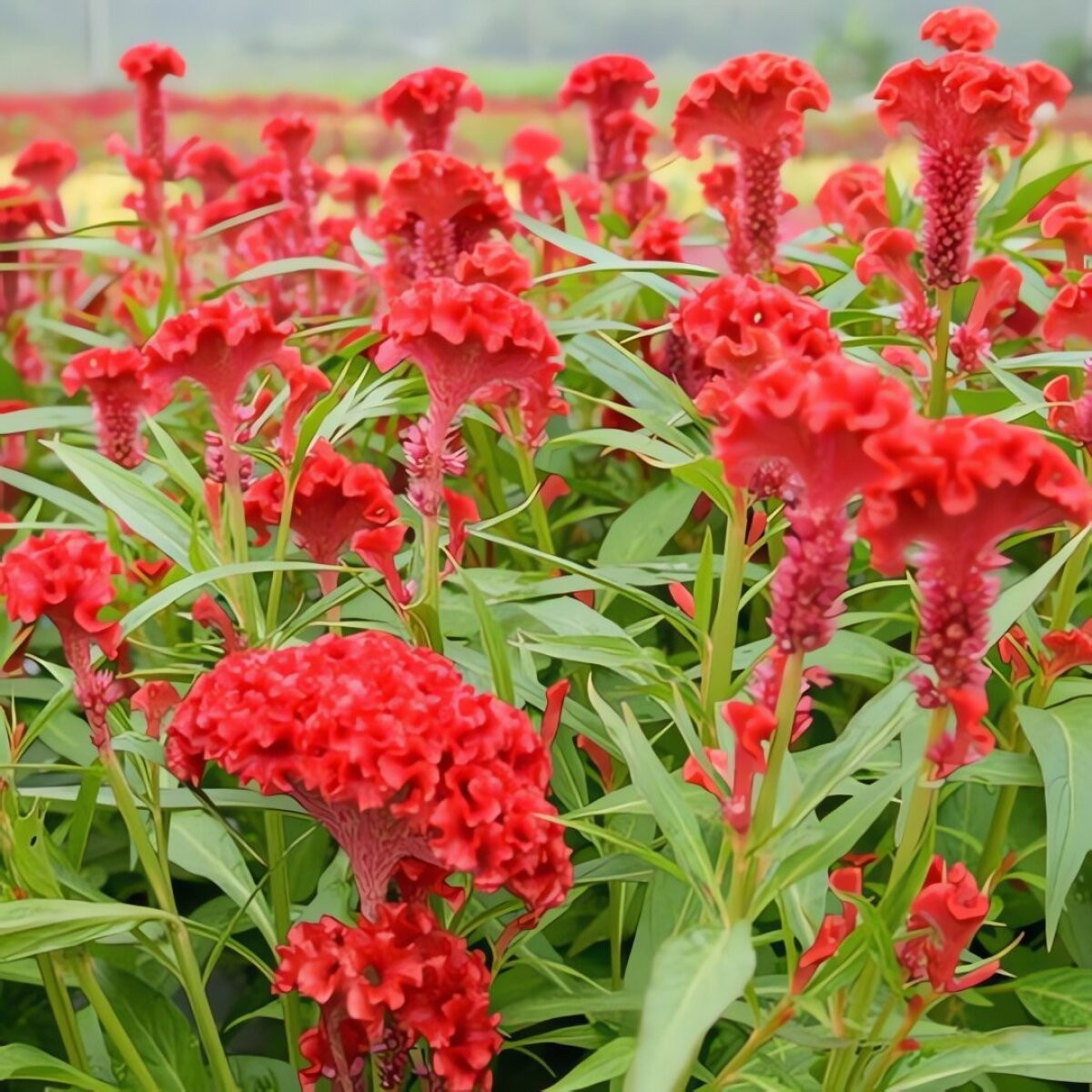 Đa dạng hình thái và màu sắc: Có loại mào gà cao, thấp, hình mào, hình đuốc, tua rua… Màu sắc thì đa dạng từ đỏ tươi, vàng cam đến tím, trắng, lá cũng đủ gam từ xanh lục đến đỏ sẫm.