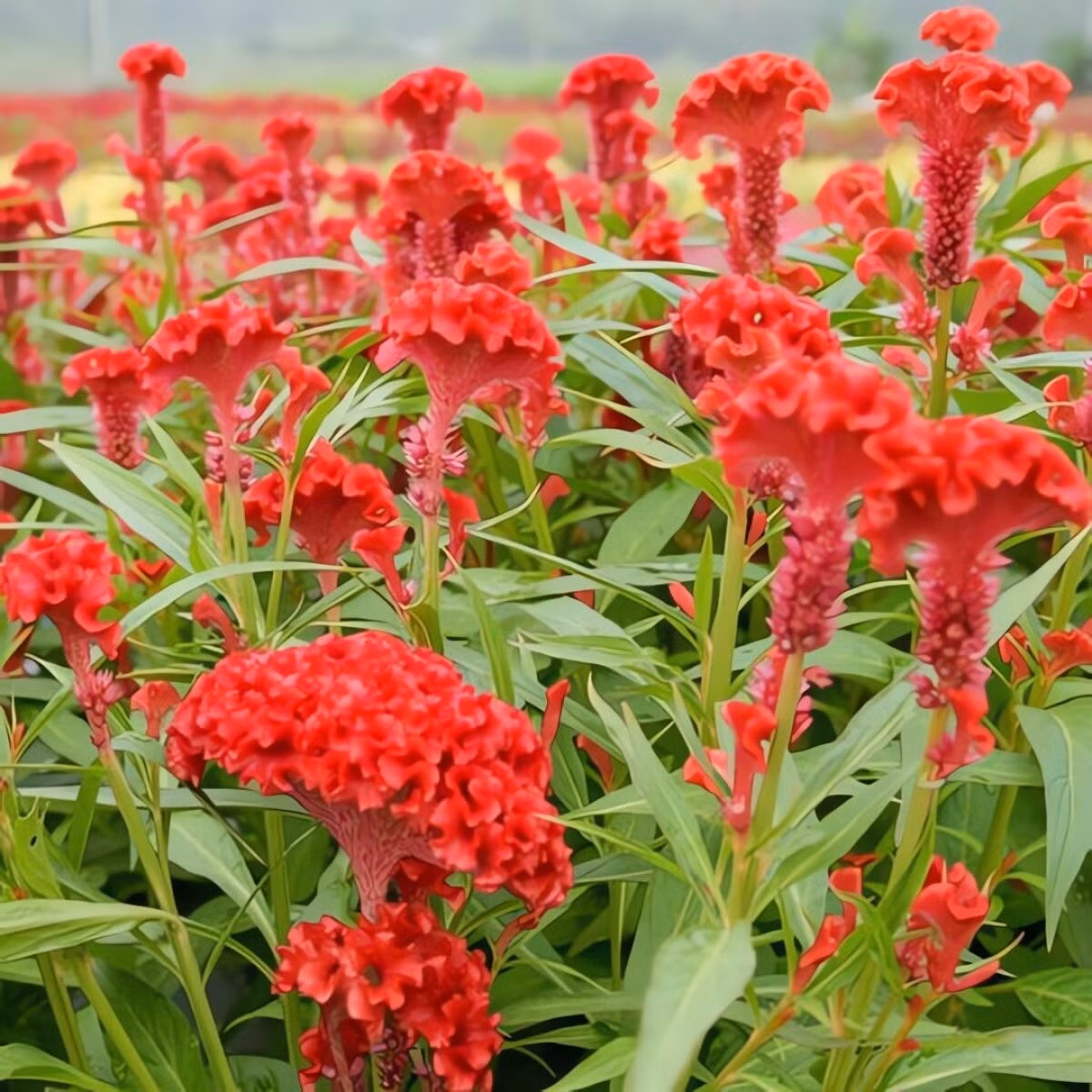 Đa dạng hình thái và màu sắc: Có loại mào gà cao, thấp, hình mào, hình đuốc, tua rua… Màu sắc thì đa dạng từ đỏ tươi, vàng cam đến tím, trắng, lá cũng đủ gam từ xanh lục đến đỏ sẫm.