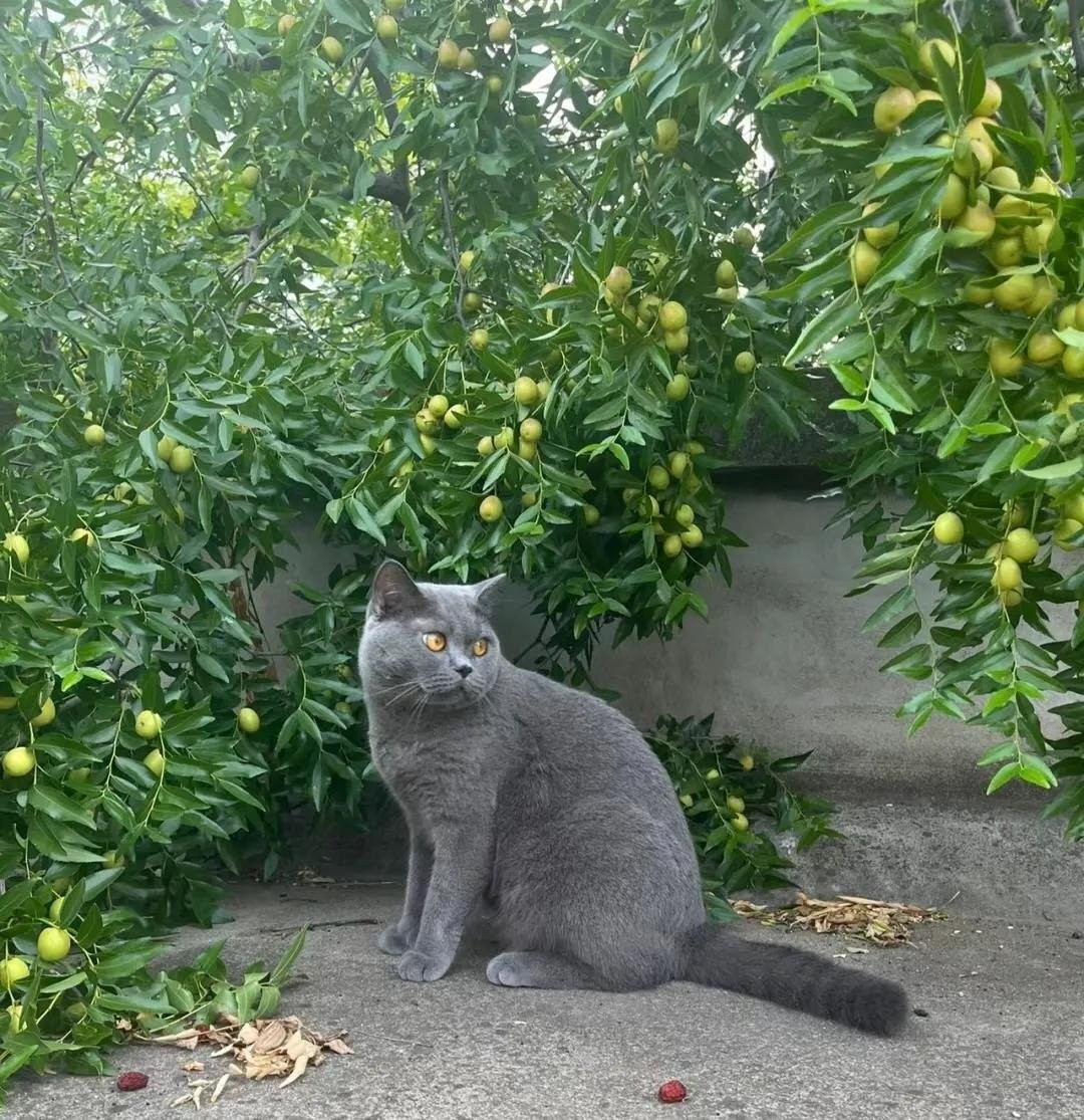 Người xưa cho rằng, việc chặt cây táo tàu sẽ khiến gia đình mất đi nguồn cung cấp lương thực bổ dưỡng, ngụ ý gia đình sẽ đói nghèo.