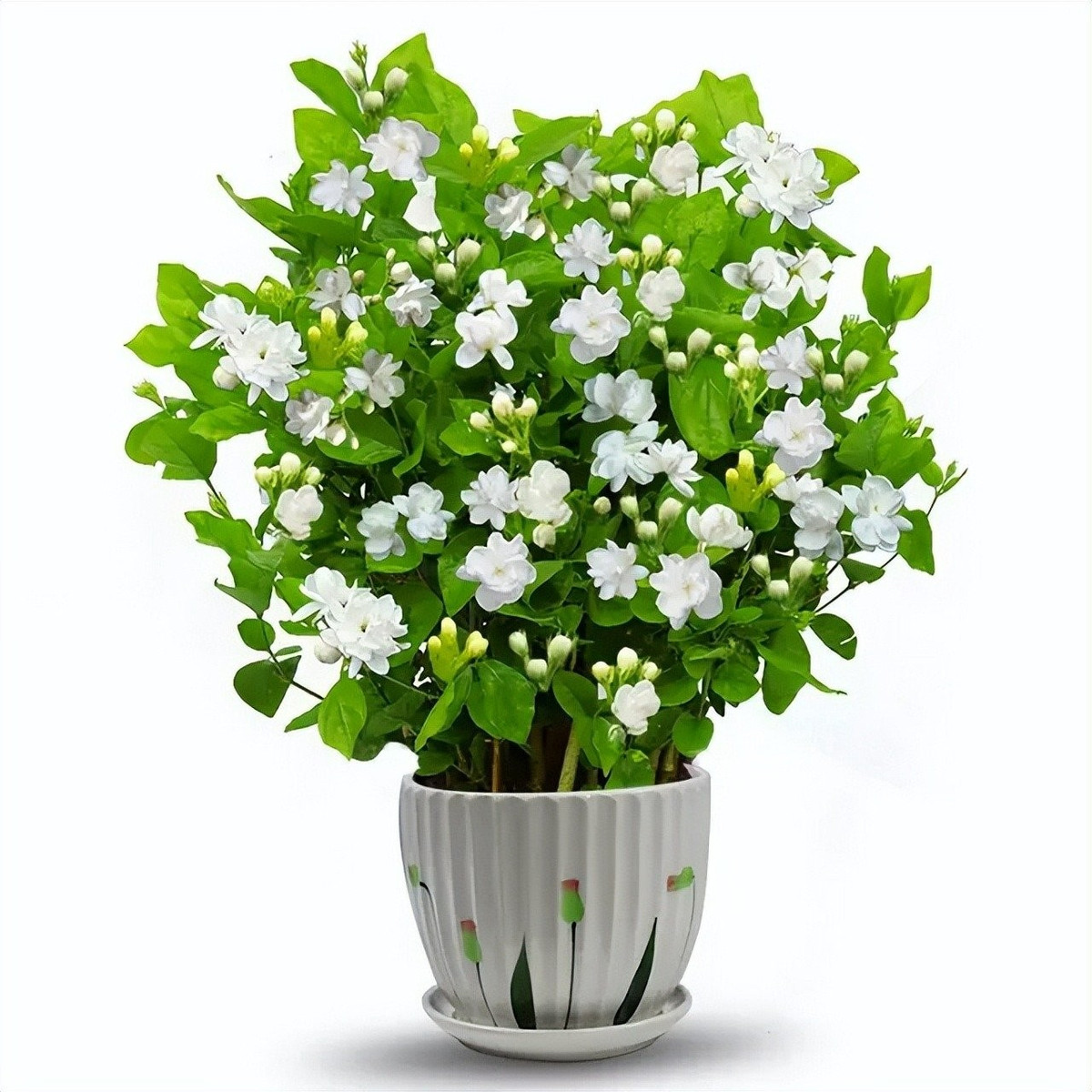 2. Hoa nhài: Sứ giả sức khỏe và năng lượng tích cực. Hoa nhài nhỏ nhắn, tinh tế nhưng giàu năng lượng dương. Hương thơm thanh mát giúp giải tỏa mệt mỏi, thanh nhiệt cơ thể, chống viêm, làm sạch đường hô hấp.