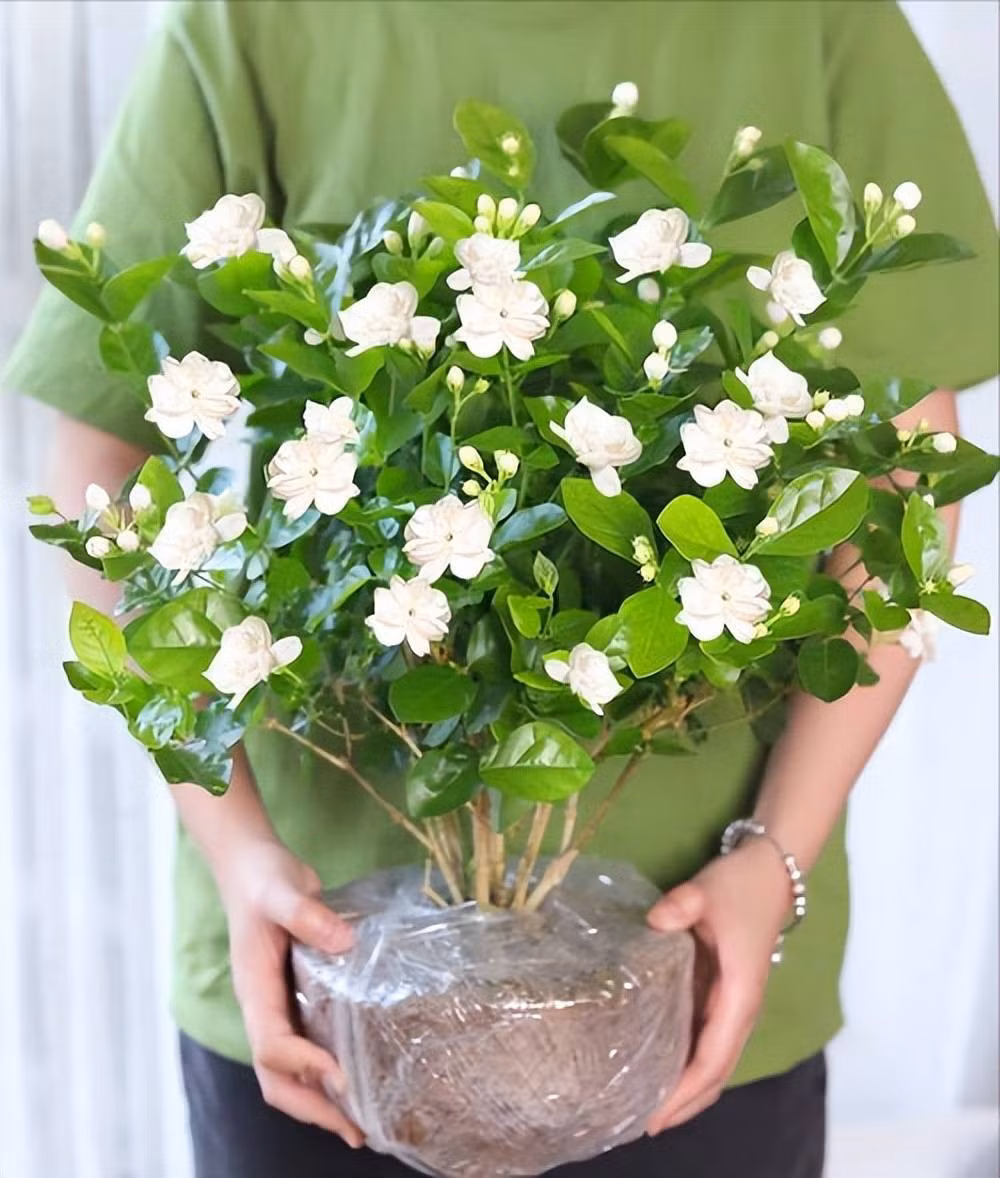 Trong phong thủy, hoa nhài biểu trưng cho tình yêu thuần khiết, bền vững. Cây phù hợp đặt ở ban công, phòng khách, giúp xua đuổi tà khí, kích hoạt tài vận, đặc biệt tốt cho người mệnh kim và thủy.