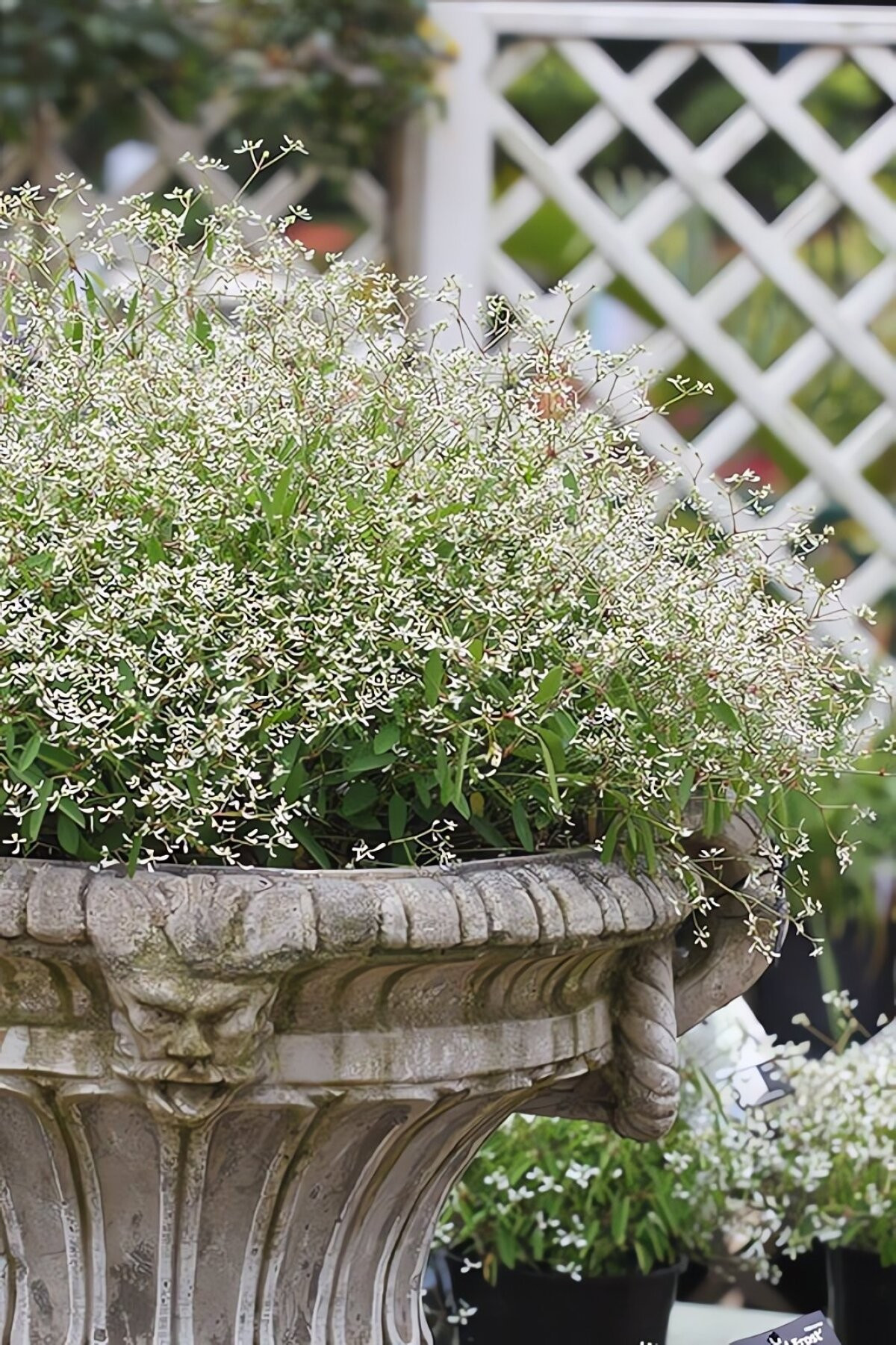 Nở như quả cầu tuyết. Từ xa nhìn lại, cả cây như một quả cầu hoa tuyết thu nhỏ, tròn trịa, dịu dàng và đầy cuốn hút.