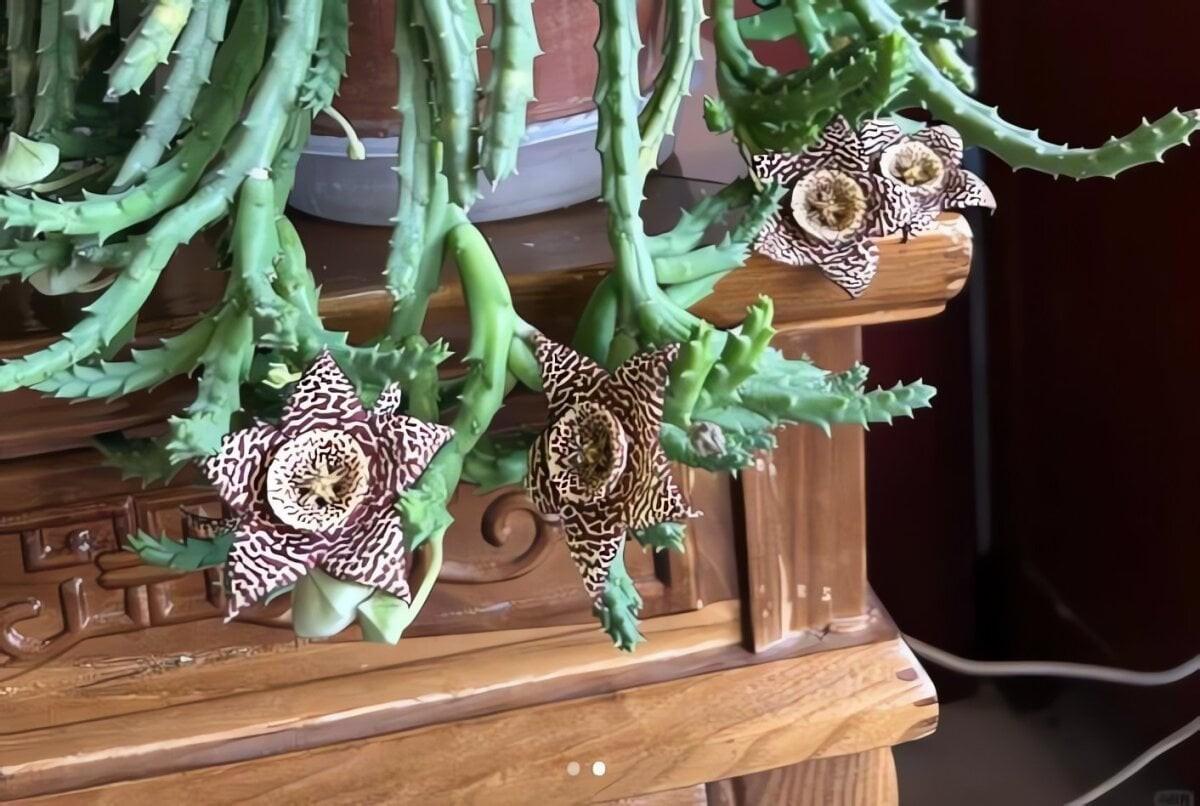 Nguồn gốc cây đến từ Nam Phi khô cằn. Thân mọng nước bốn góc, có gai nhỏ, khi phơi nắng sẽ chuyển màu đỏ tím, vươn dài gần 1 mét.