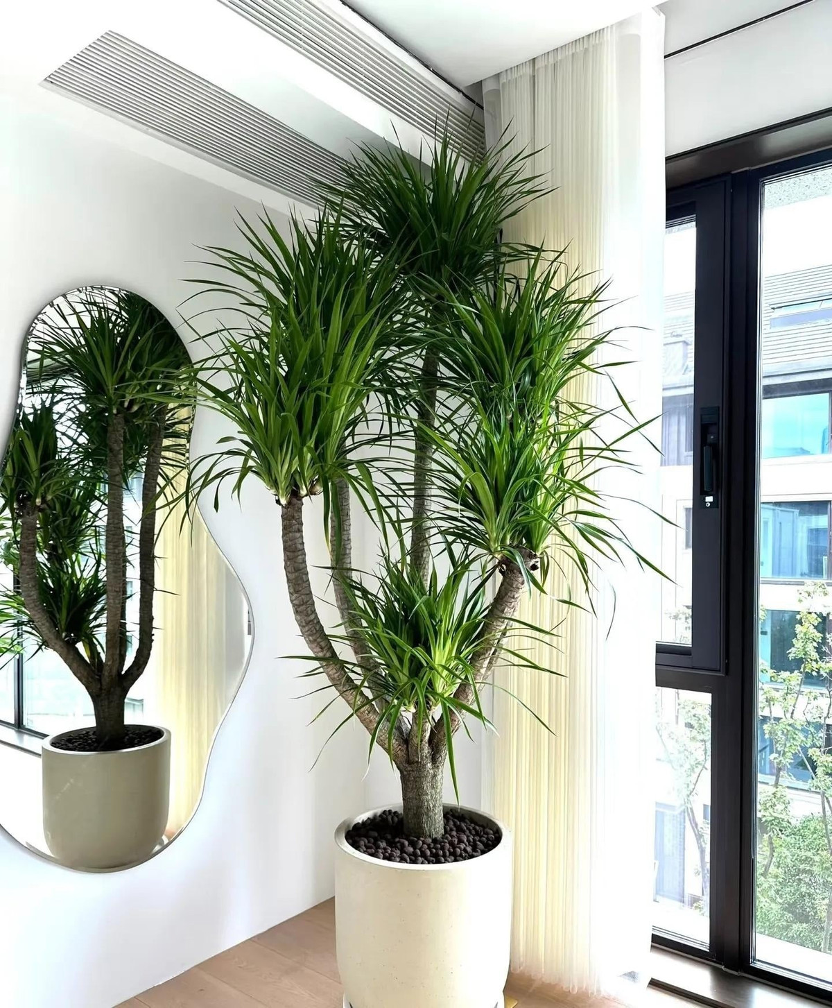 4. Cây cảnh Huyết rồng: Huyết rồng (Dracaena draco) gây ấn tượng với thân cao, lá hình lưỡi kiếm xanh đậm bóng khỏe, thể hiện sức sống mạnh mẽ và sang trọng.