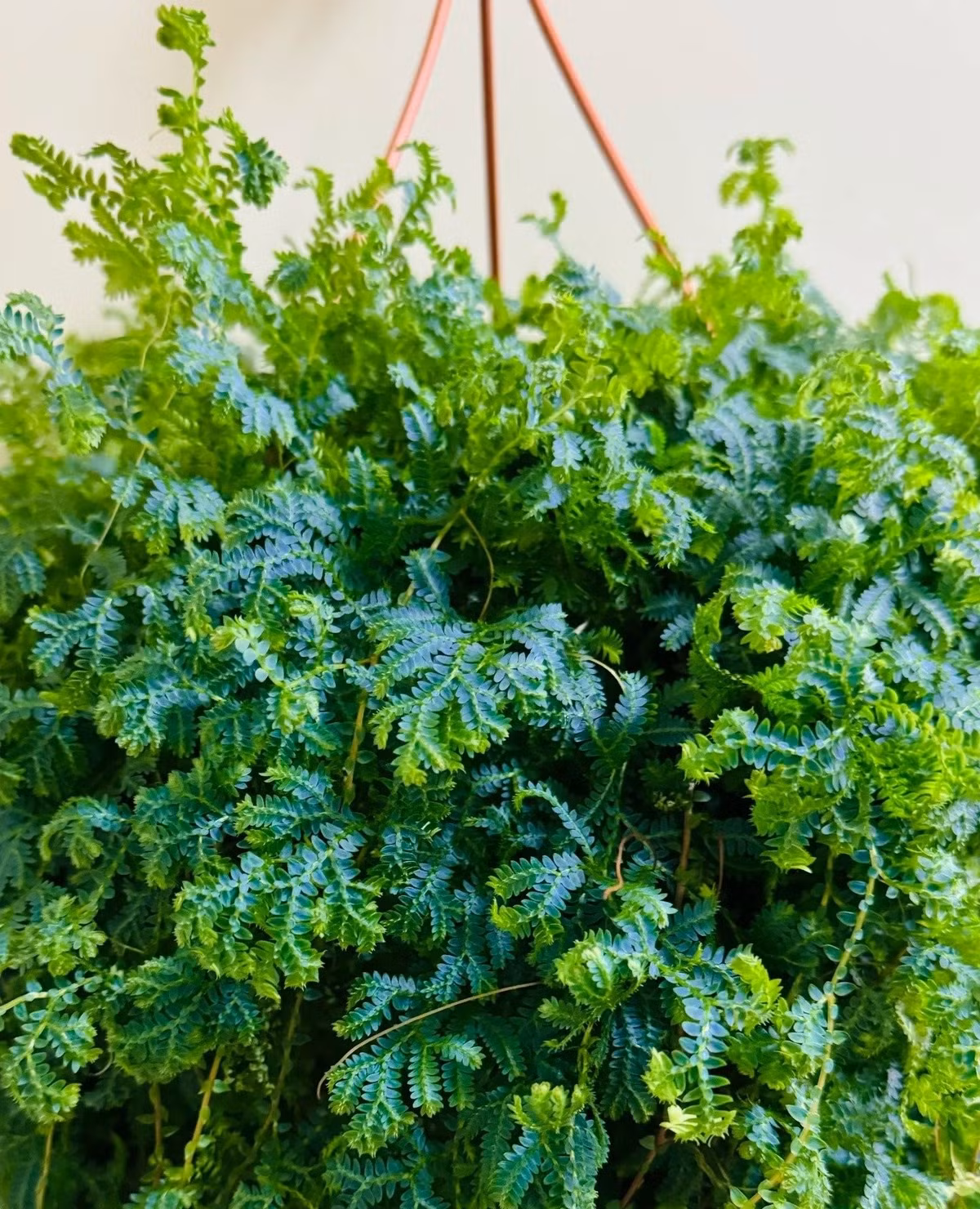 Dễ trồng, dễ sống, càng chăm càng đẹp: Cây phát triển tốt trong điều kiện ẩm, bóng râm, chỉ cần đảm bảo độ ẩm vừa đủ, đất tơi xốp, thoát nước tốt và ánh sáng tán xạ.