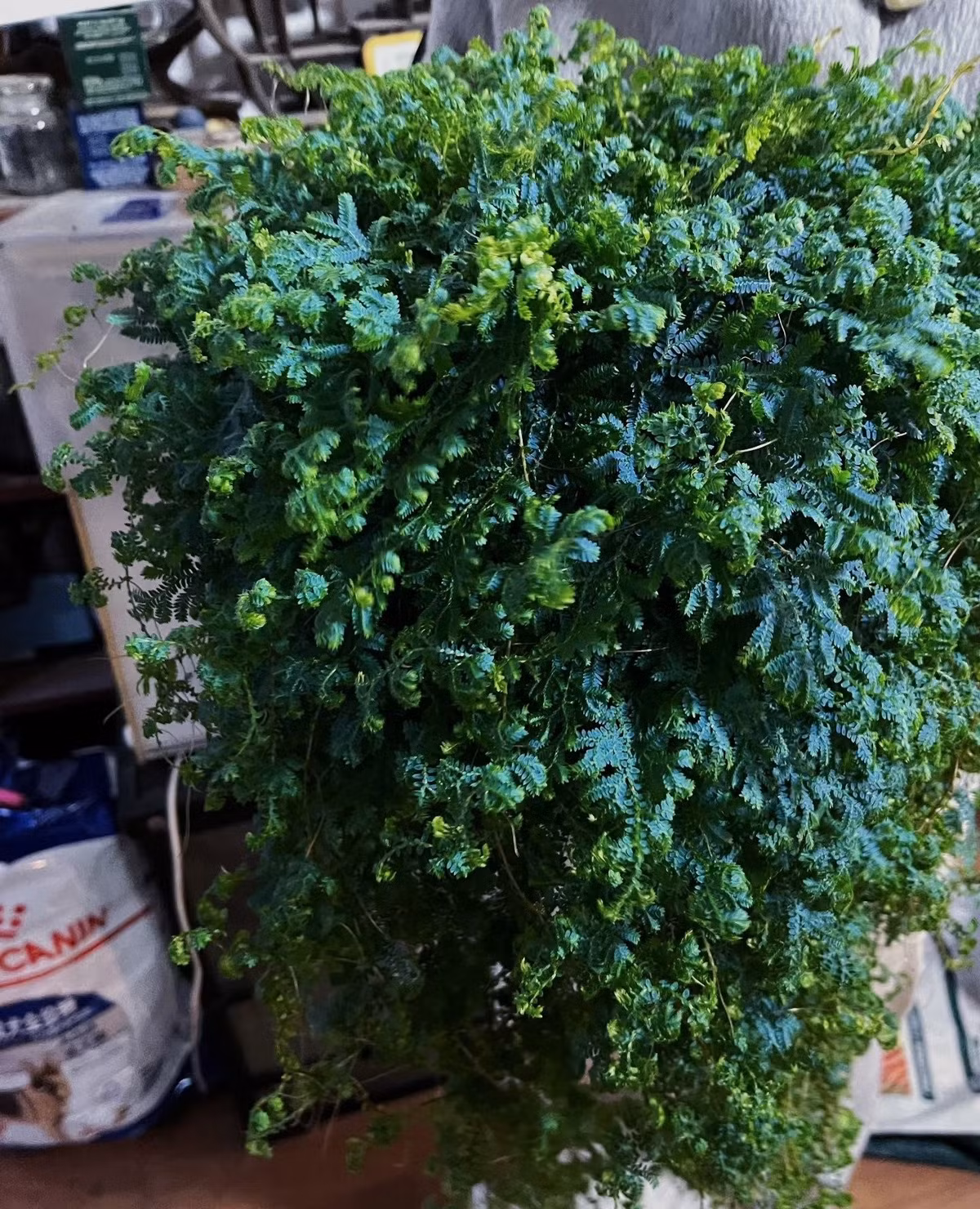 Rêu thiên thanh – “rêu đuôi công” mang sắc xanh thiên hà: Tên khoa học là Selaginella uncinata, loài cây này còn được gọi là Peacock Moss, Rainbow moss, hay Blue spike moss – mỗi cái tên đều gợi mở vẻ huyền ảo của nó.