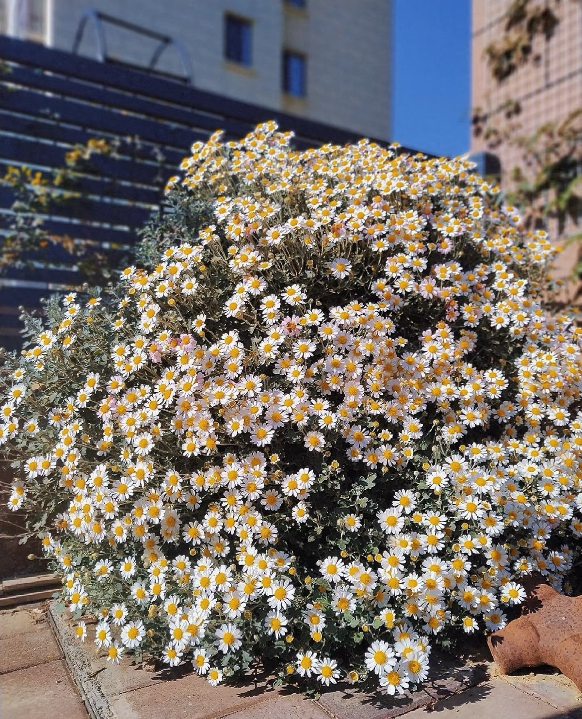 3. Hoa cúc: Hoa cúc có nhiều chủng loại và hình dáng đa dạng như cúc chi, cúc họa mi, cúc tana, cúc mâm xôi… tạo nên vẻ đẹp nhẹ nhàng, gần gũi cho không gian sống.