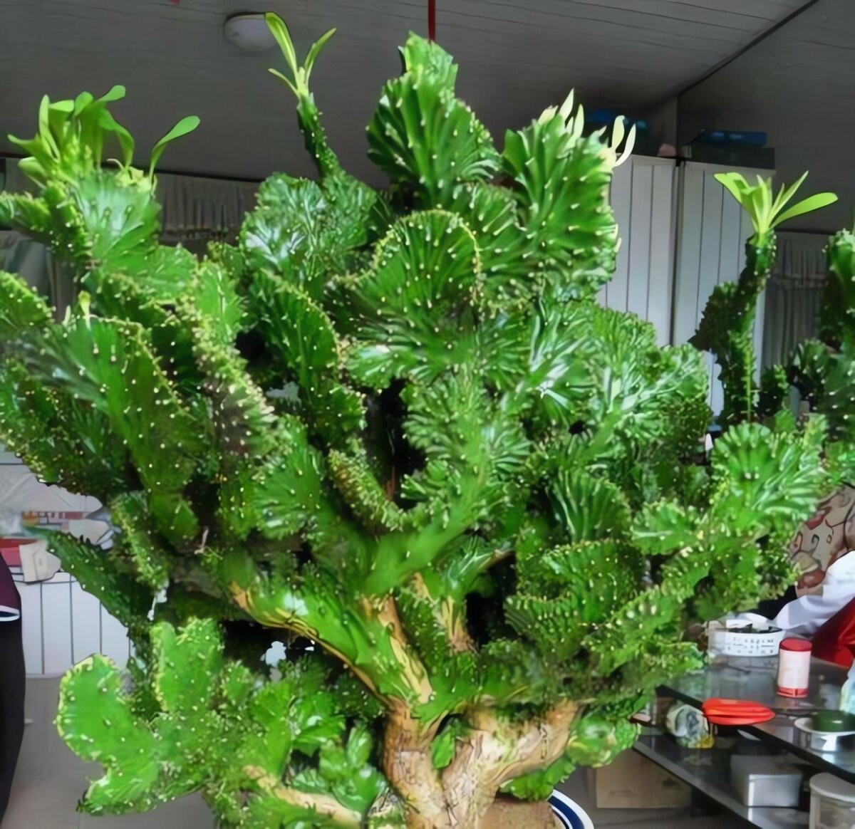 1. Ngọc kỳ lân – Biểu tượng vững chãi và may mắn: Ngọc kỳ lân, còn gọi là xương rồng vạn lý trường thành, có dáng vẻ độc đáo, xanh mướt như một hòn non bộ thu nhỏ. Những đường vân lồi lõm trên thân cây tạo thành hoa văn sinh động, khiến nó trông như một khối ngọc quý giữa không gian sống.