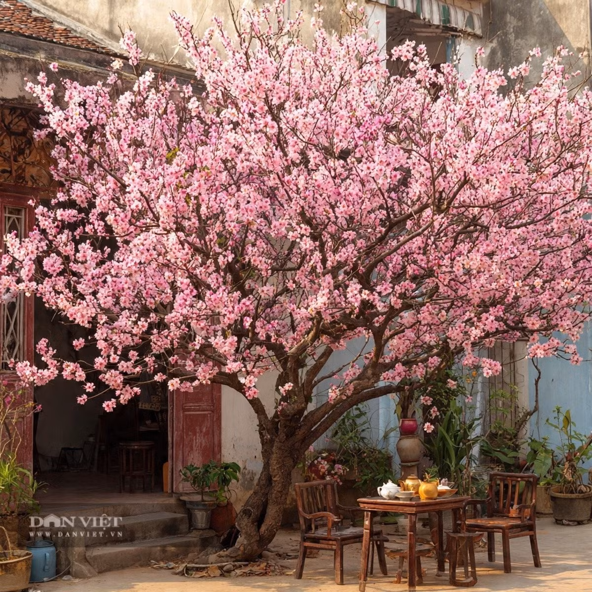 Với người xưa, quả đào cũng là biểu tượng của trường thọ, mang lại may mắn cho gia đình.